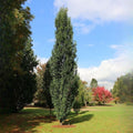 Skinny Genes® Columnar Oak Tree - Cheeky Garden