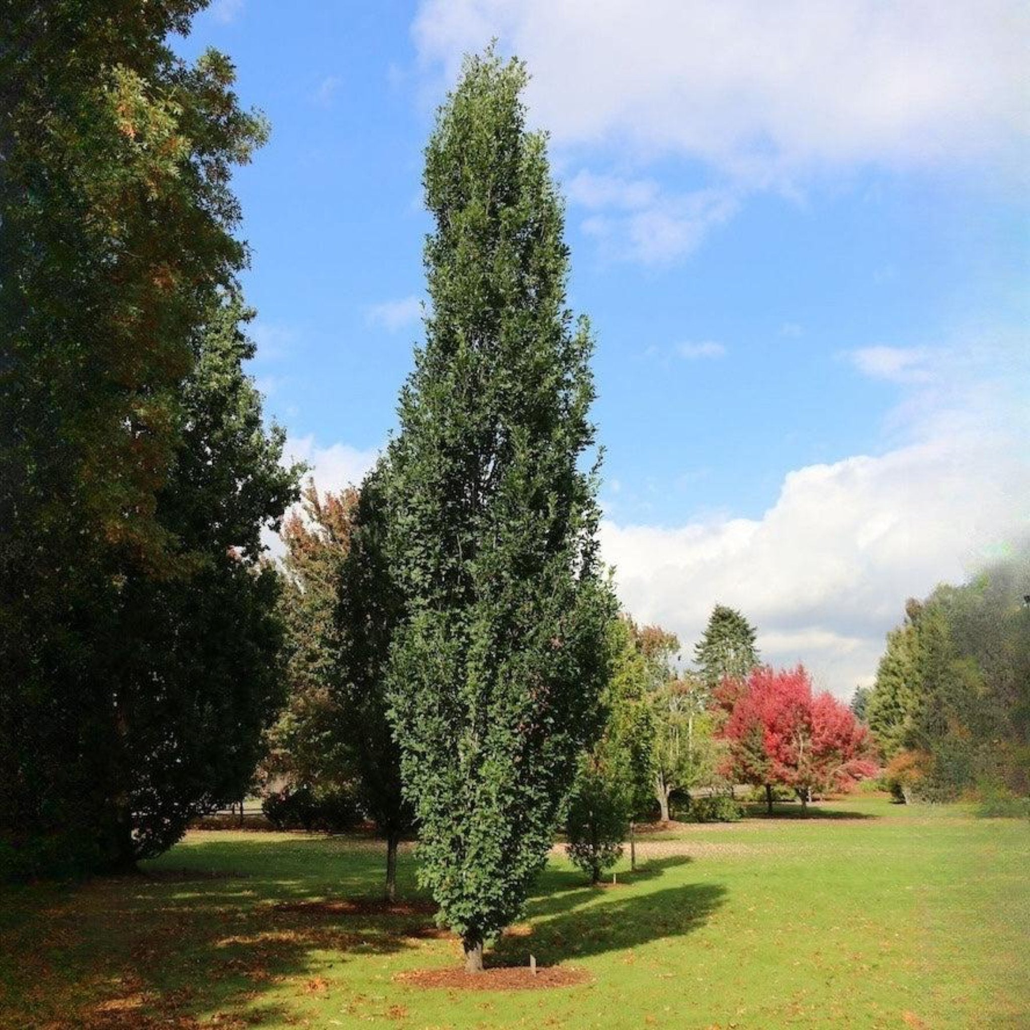 Skinny Genes® Columnar Oak Tree - Cheeky Garden