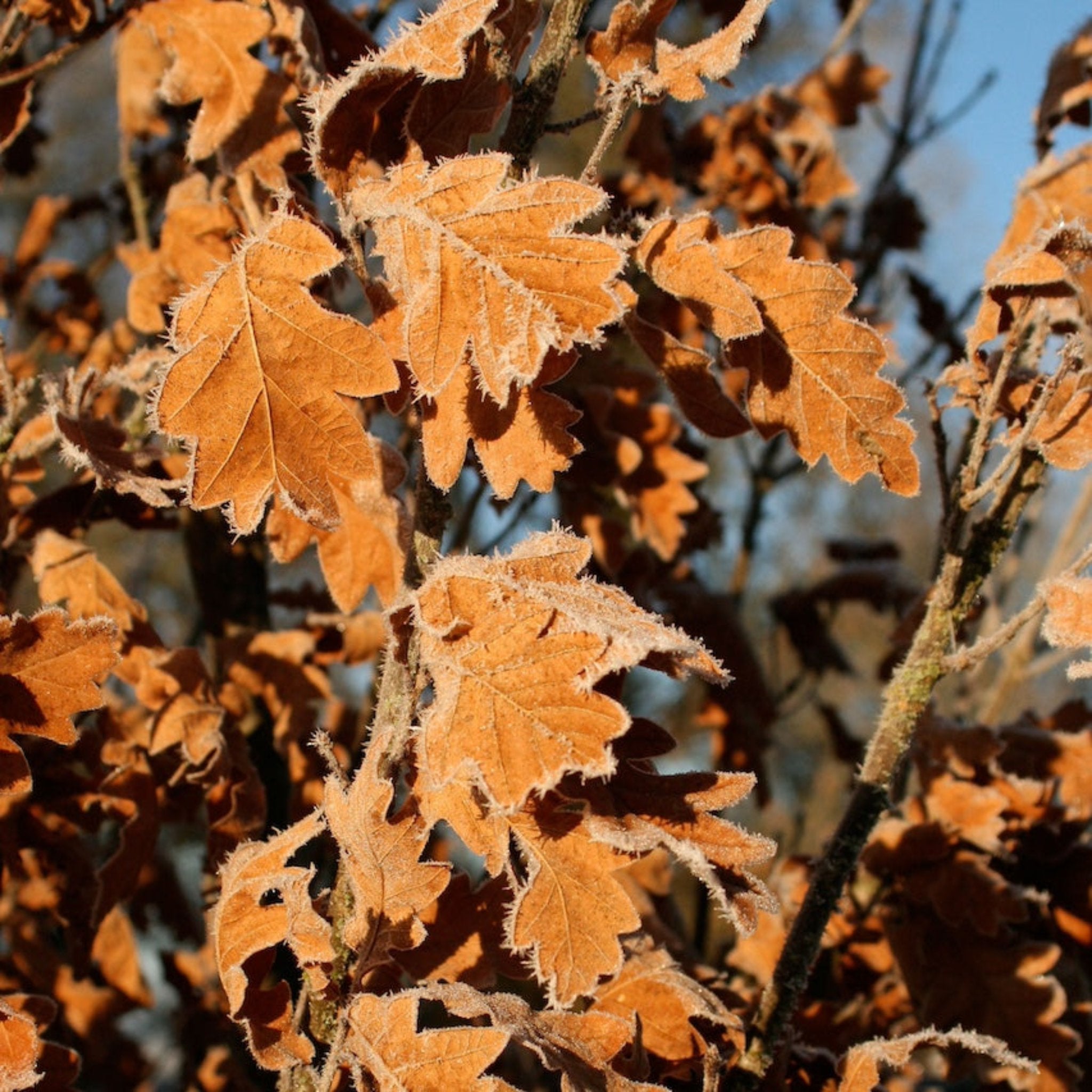 Skinny Genes® Columnar Oak Tree - Cheeky Garden