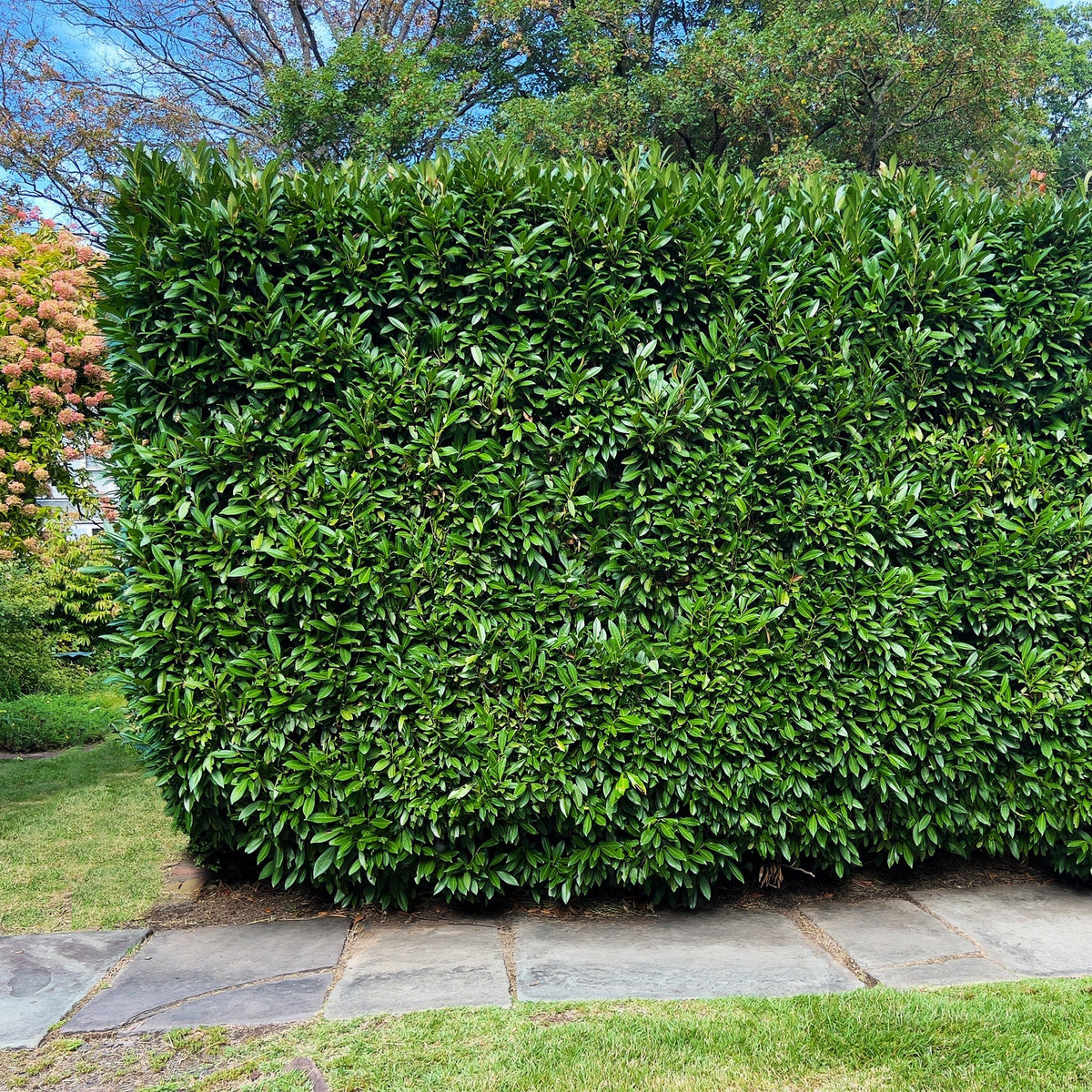 Skip Cherry Laurel - Cheeky Garden