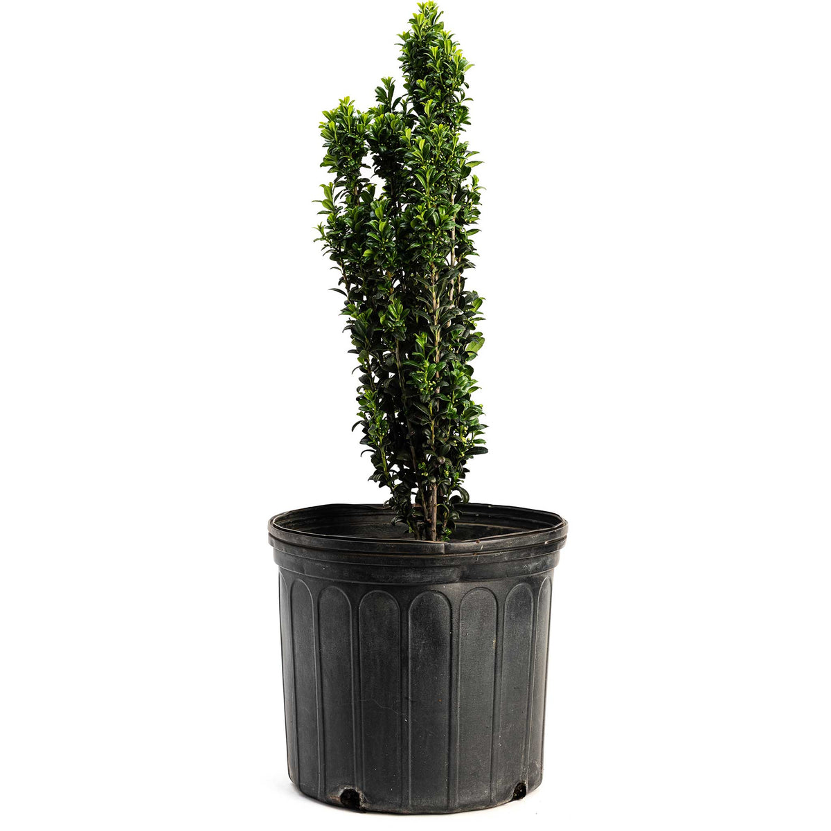 Sky Pencil Holly - Cheeky Garden