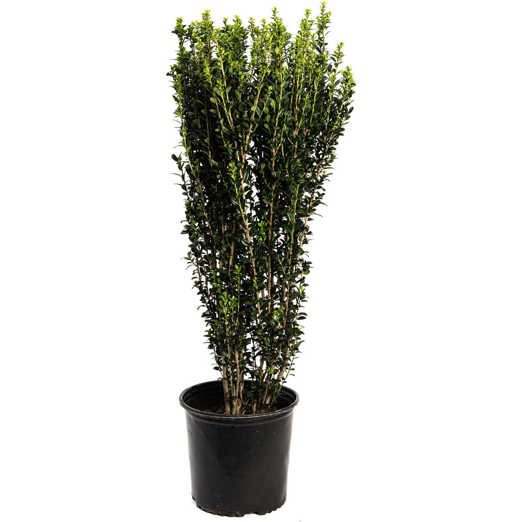 Sky Pencil Holly - Cheeky Garden