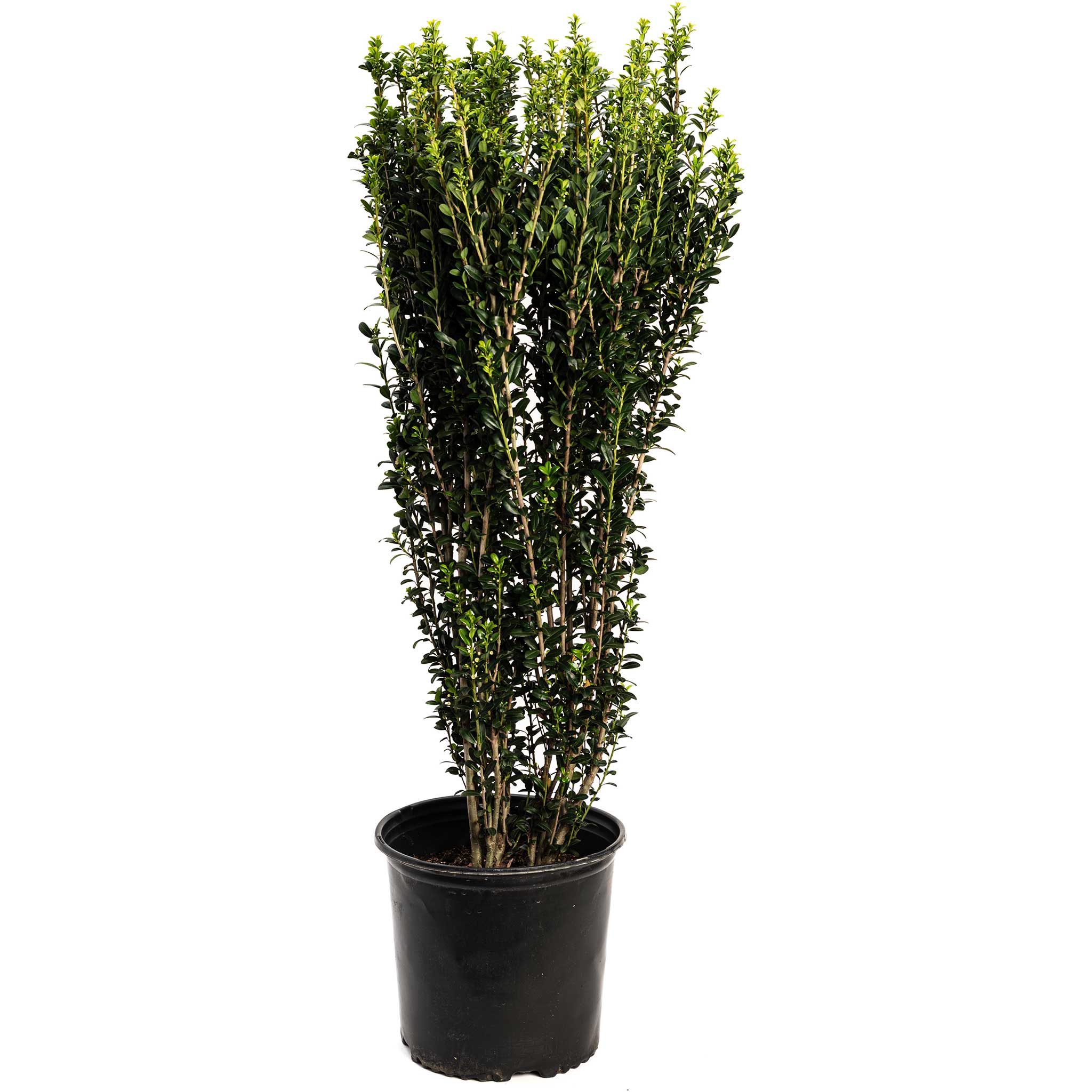 Sky Pencil Holly - Cheeky Garden