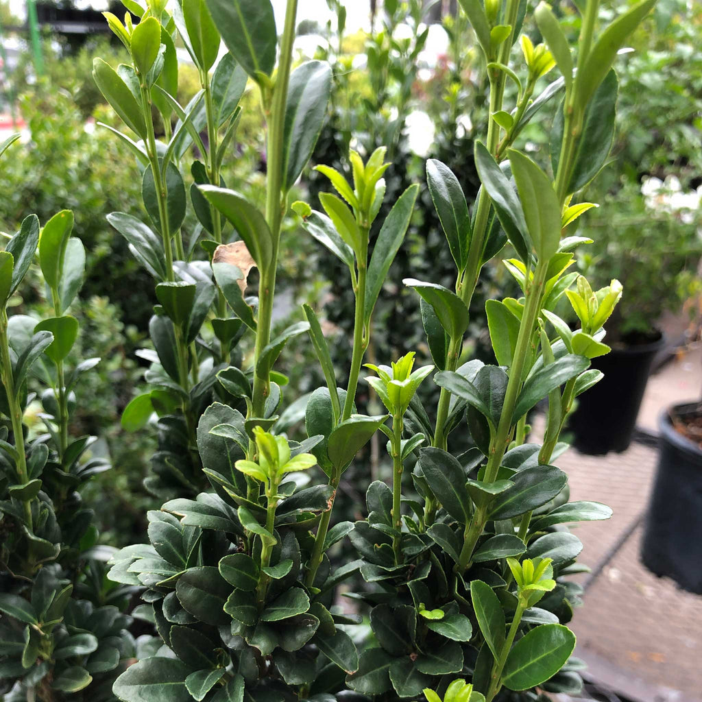 Sky Pencil Holly - Cheeky Garden