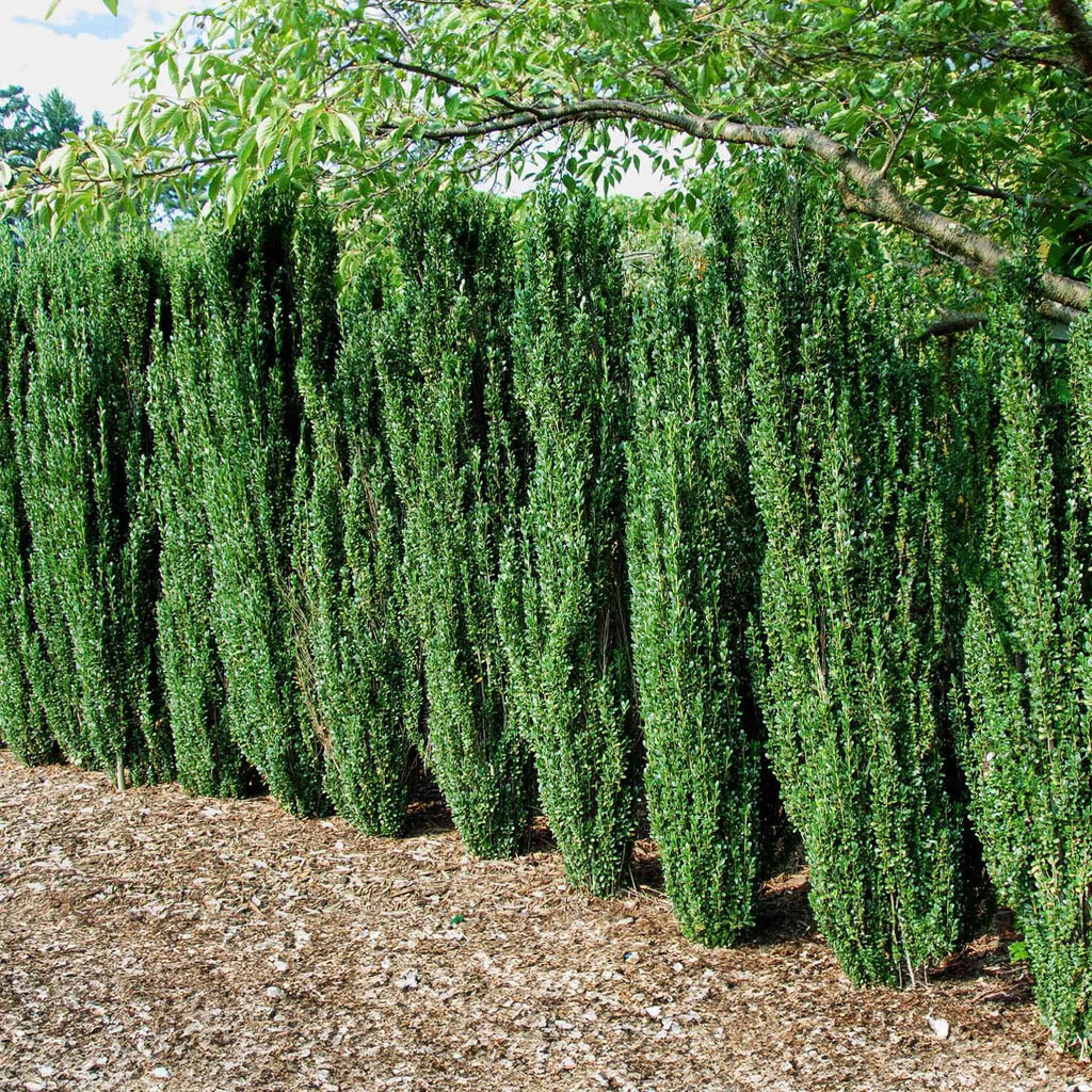 Sky Pencil Holly - Cheeky Garden