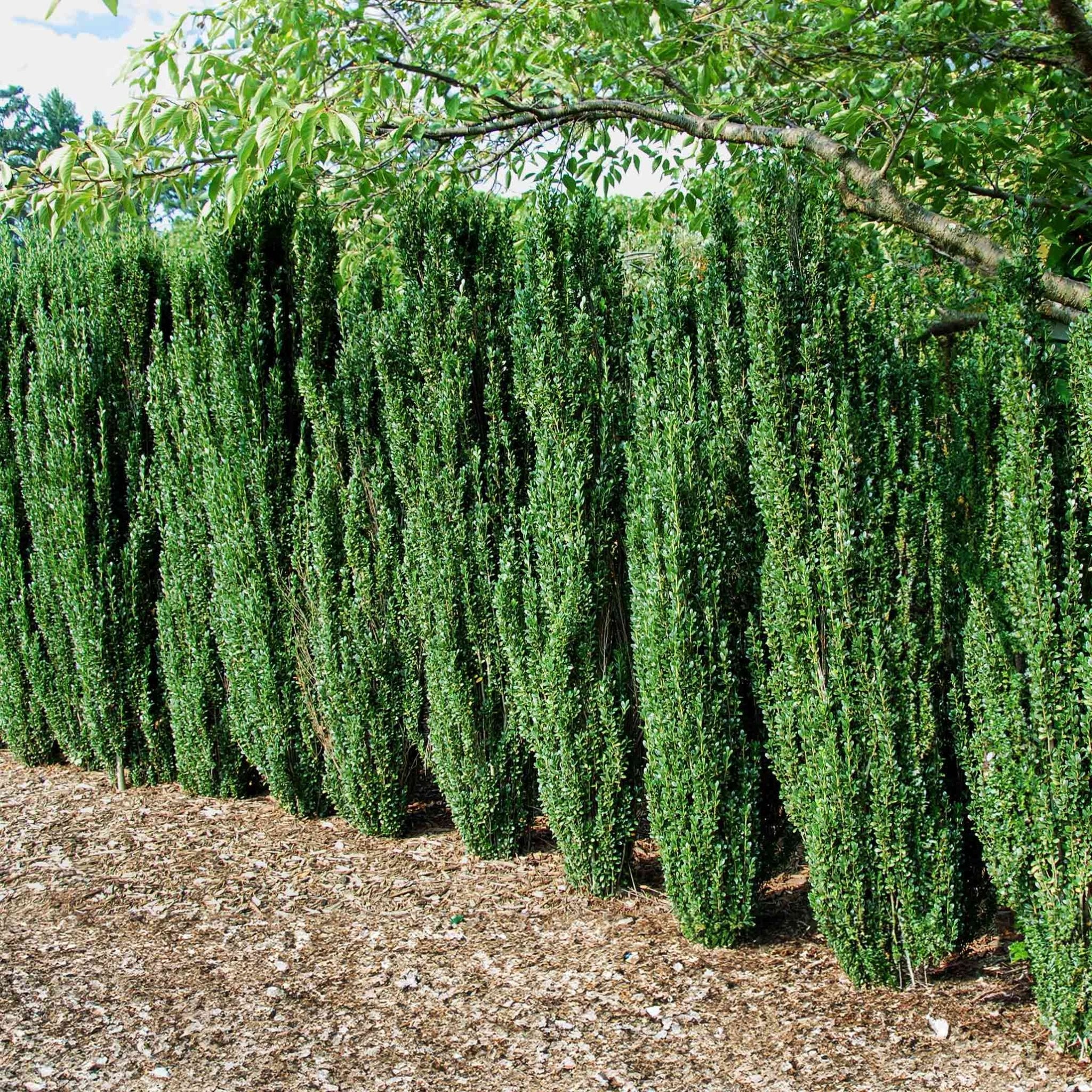 Sky Pencil Holly - Cheeky Garden