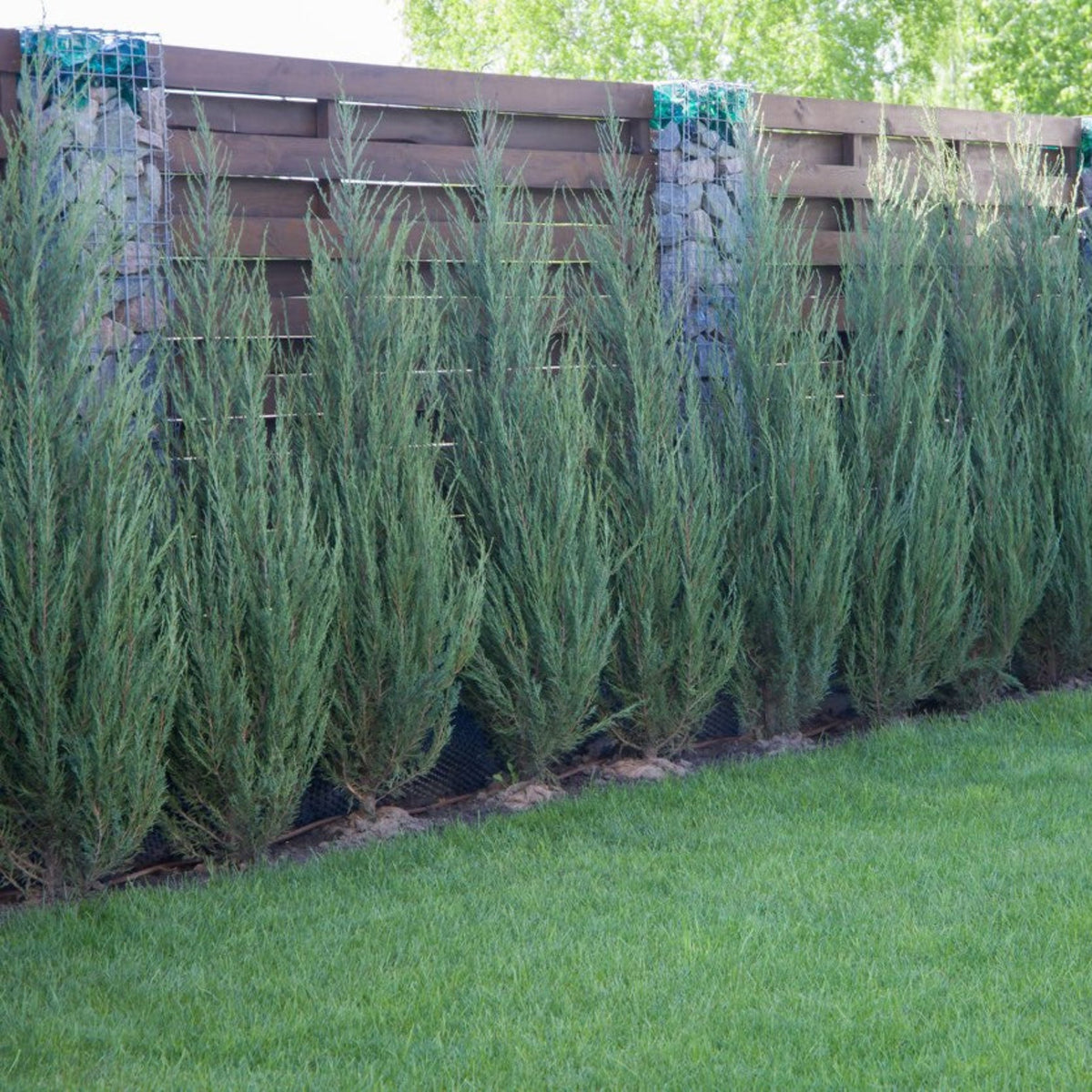 Skyrocket Juniper - Cheeky Garden