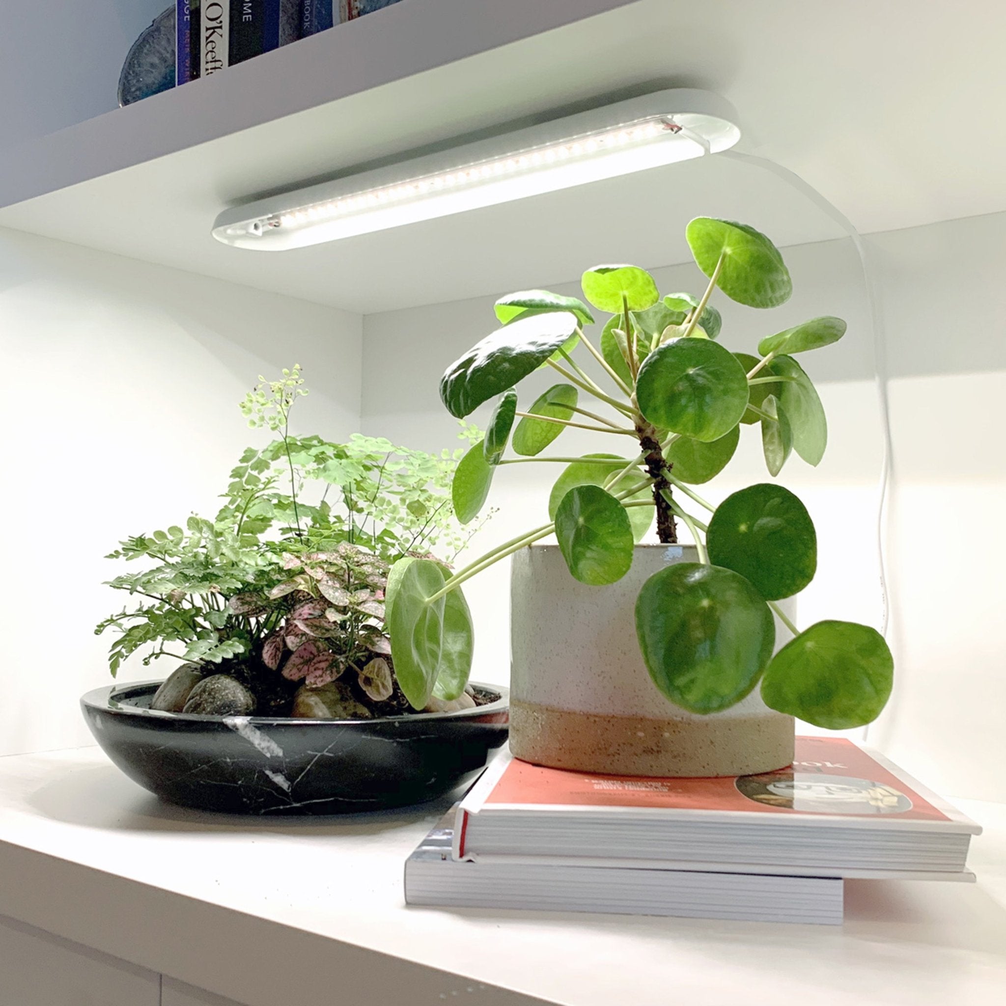 Smart Growbar - Cheeky Garden