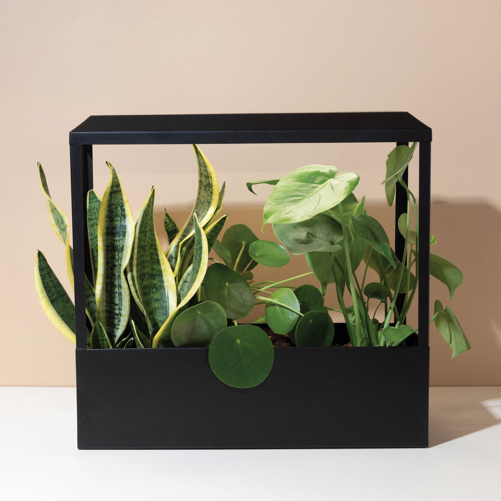 Smart Growhouse - Cheeky Garden