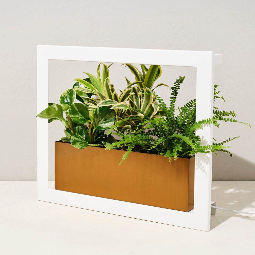 Smart Standard Growframe - Cheeky Garden