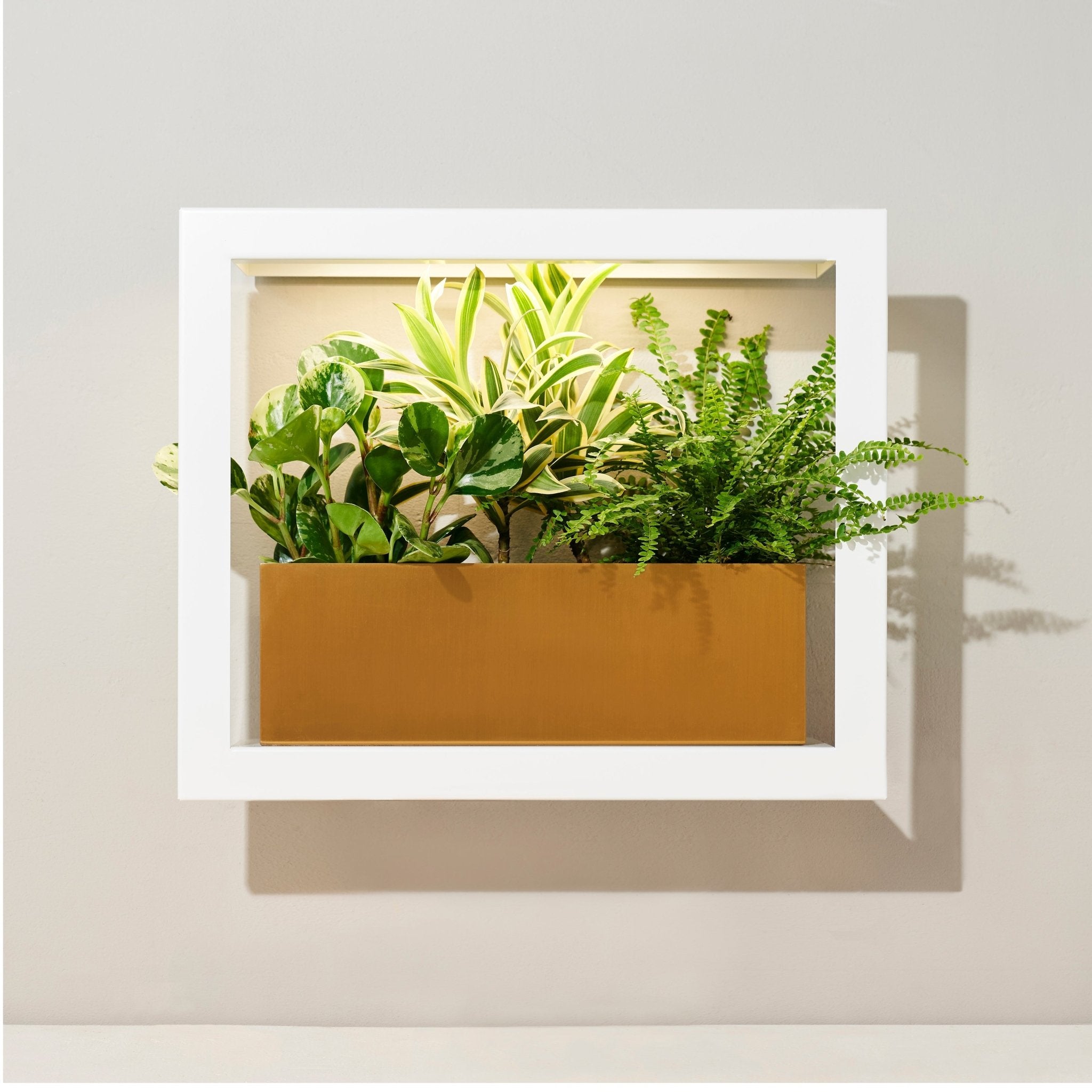 Smart Standard Growframe - Cheeky Garden