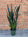Snake Plant Black Coral - Cheeky Garden