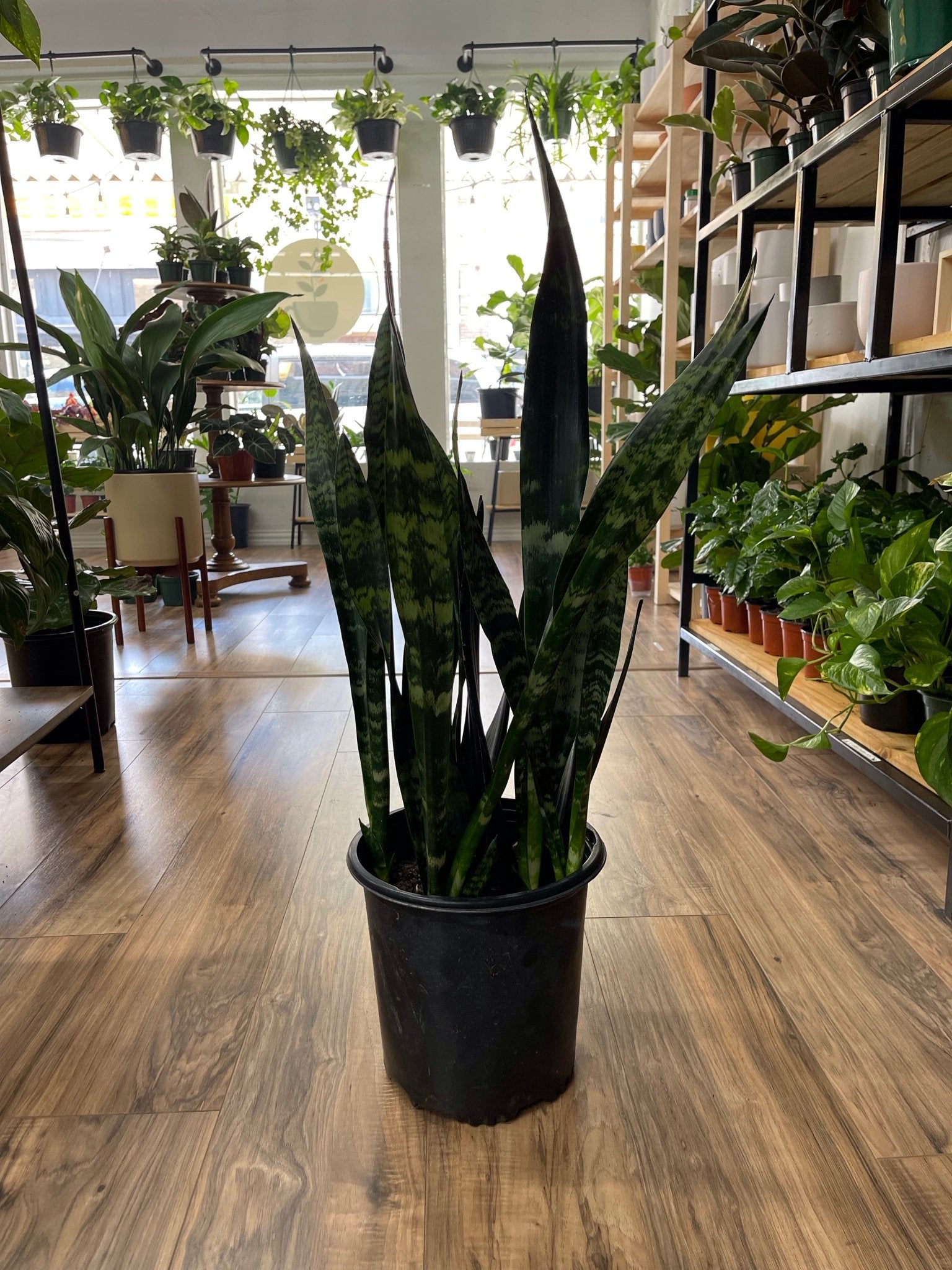 Snake Plant Black Coral - Cheeky Garden