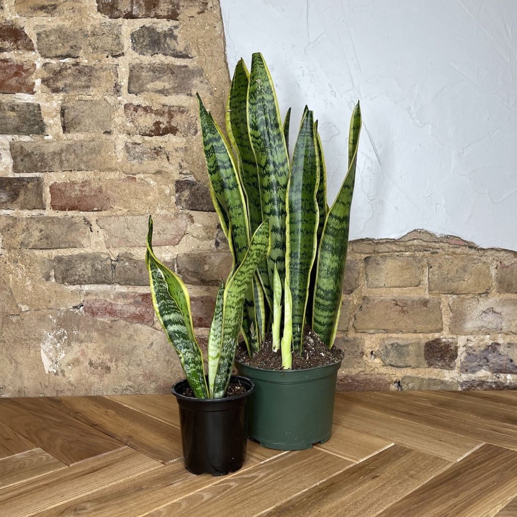 Snake Plant Laurentii - Cheeky Garden