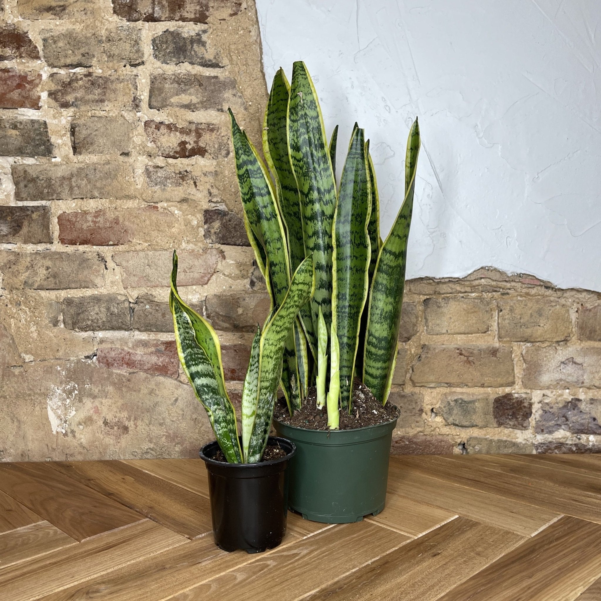 Snake Plant Laurentii - Cheeky Garden
