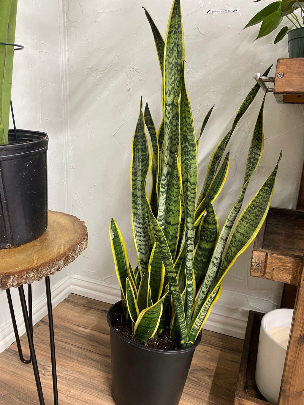 Snake Plant Laurentii - Cheeky Garden
