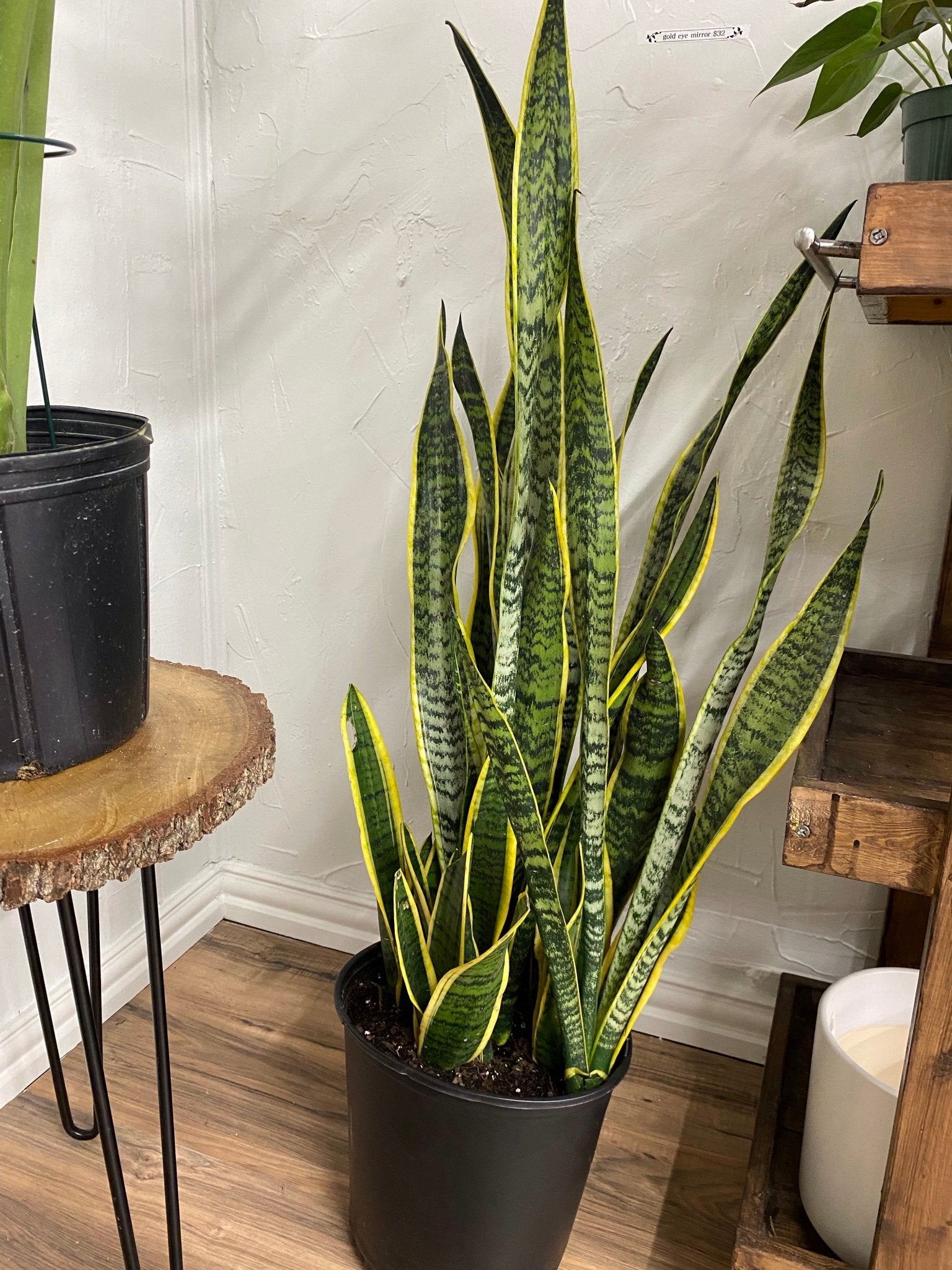 Snake Plant Laurentii - Cheeky Garden