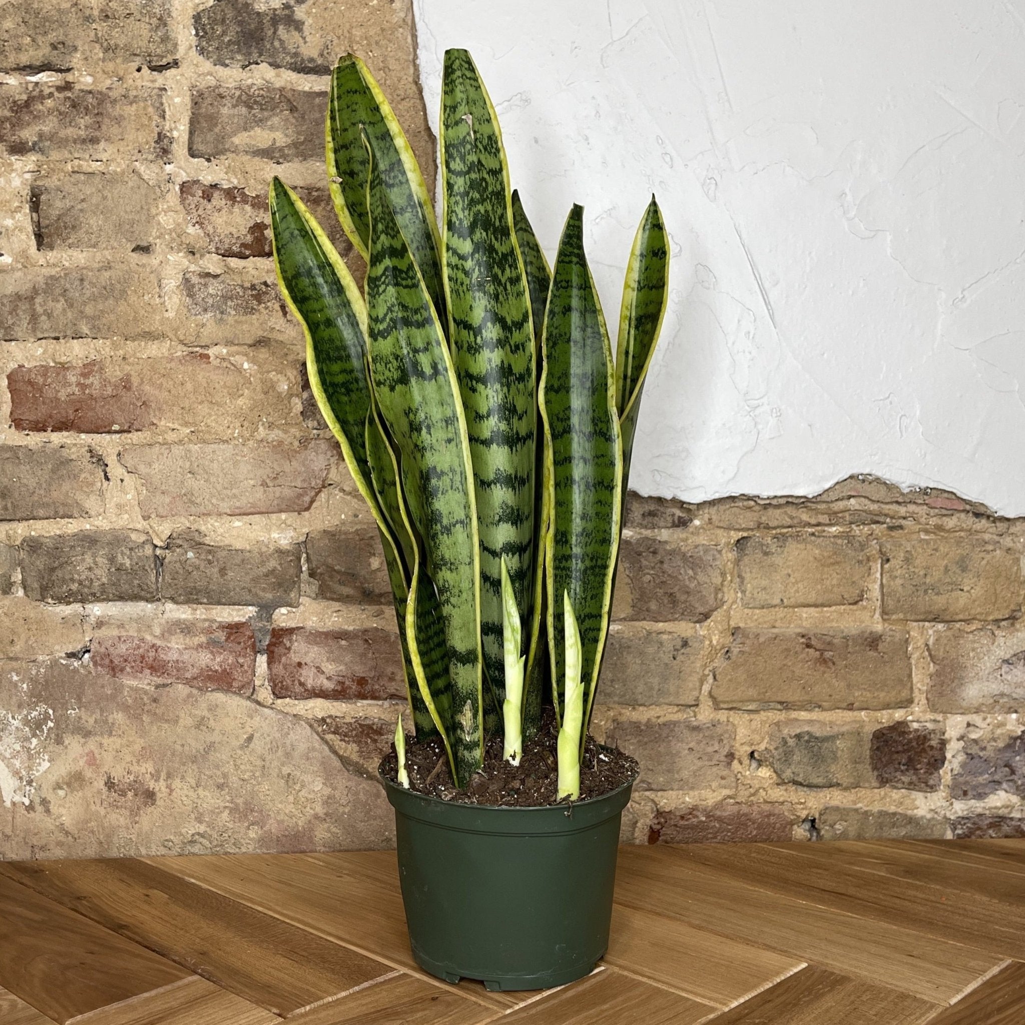 Snake Plant Laurentii - Cheeky Garden