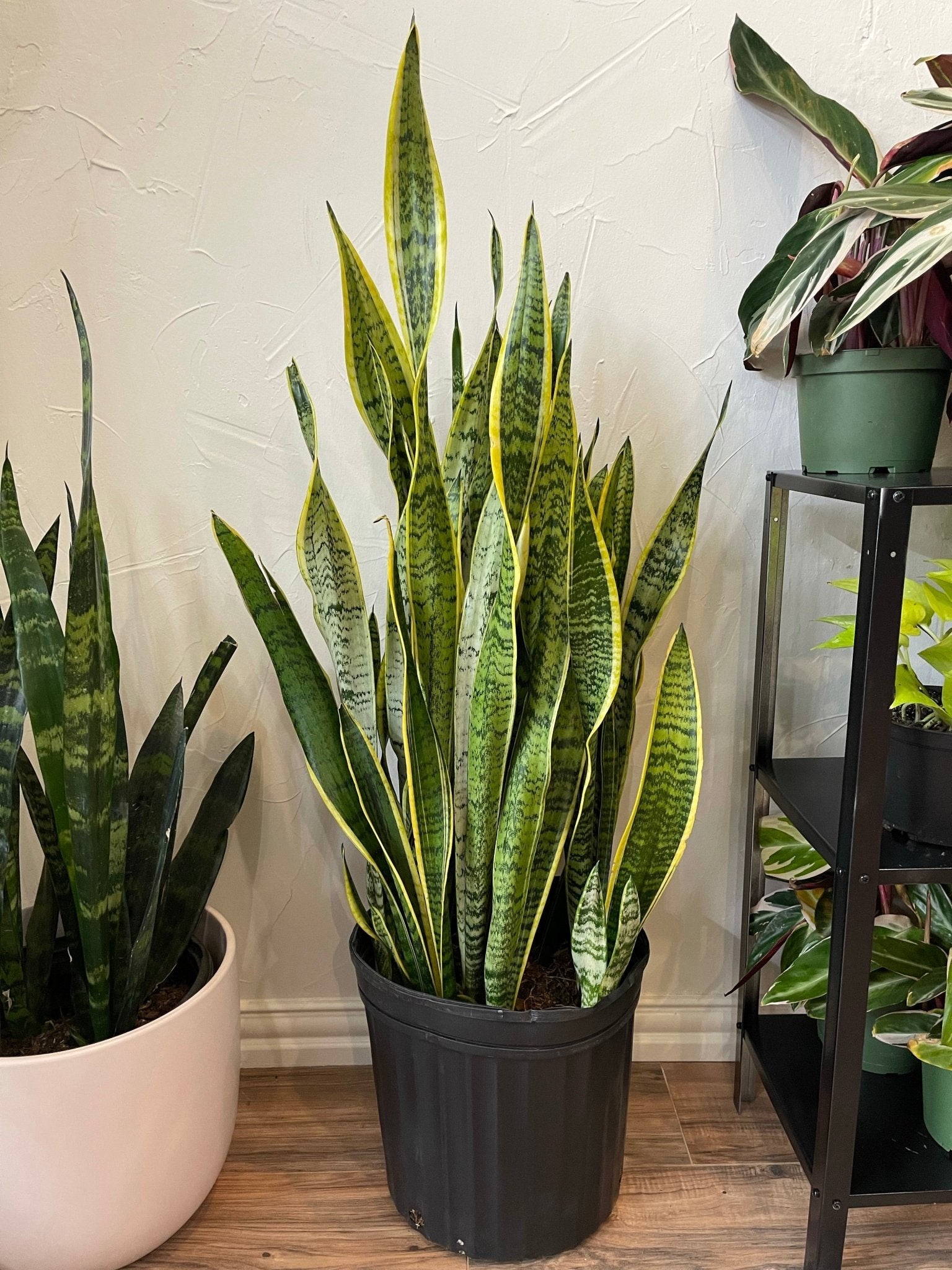 Snake Plant Laurentii - Cheeky Garden
