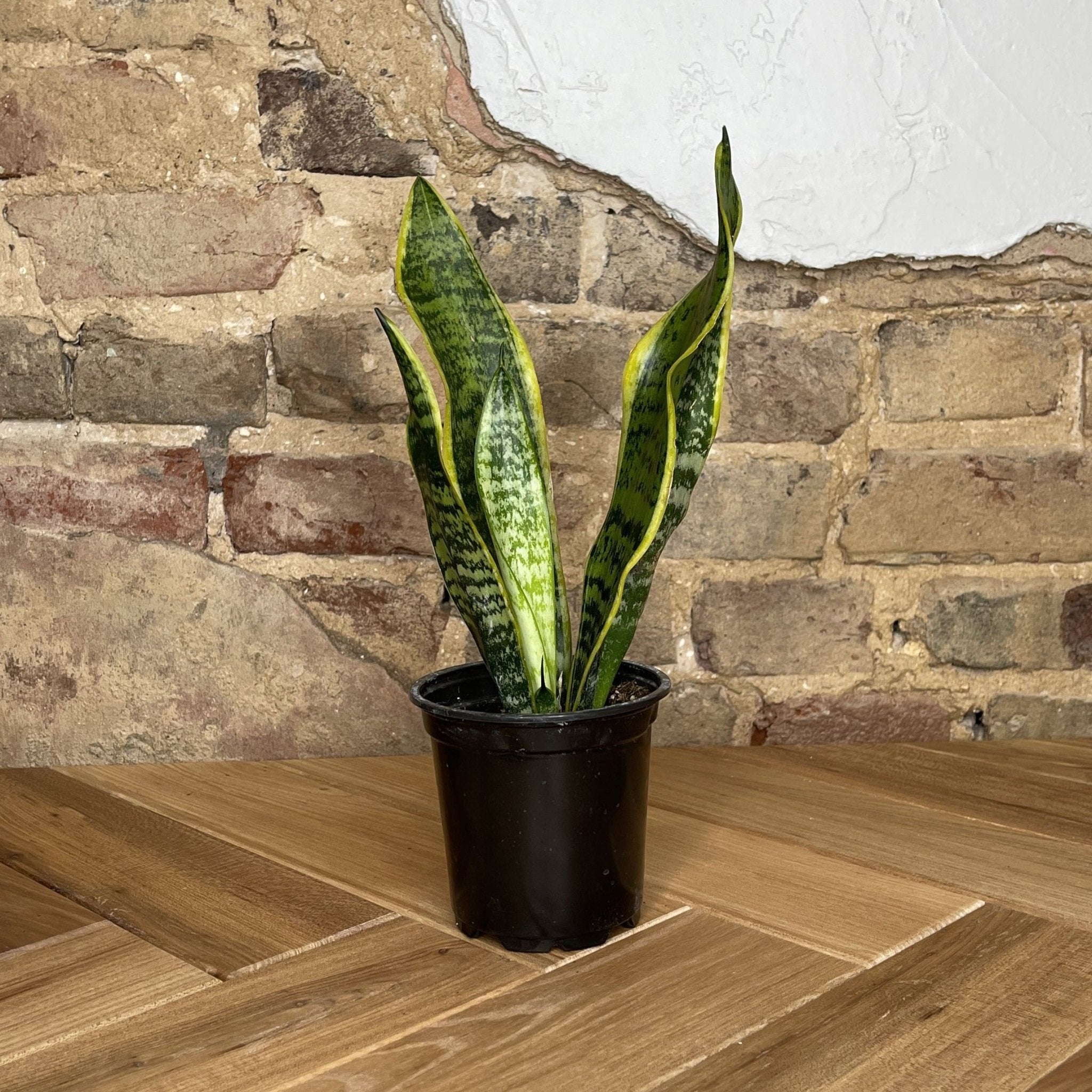 Snake Plant Laurentii - Cheeky Garden