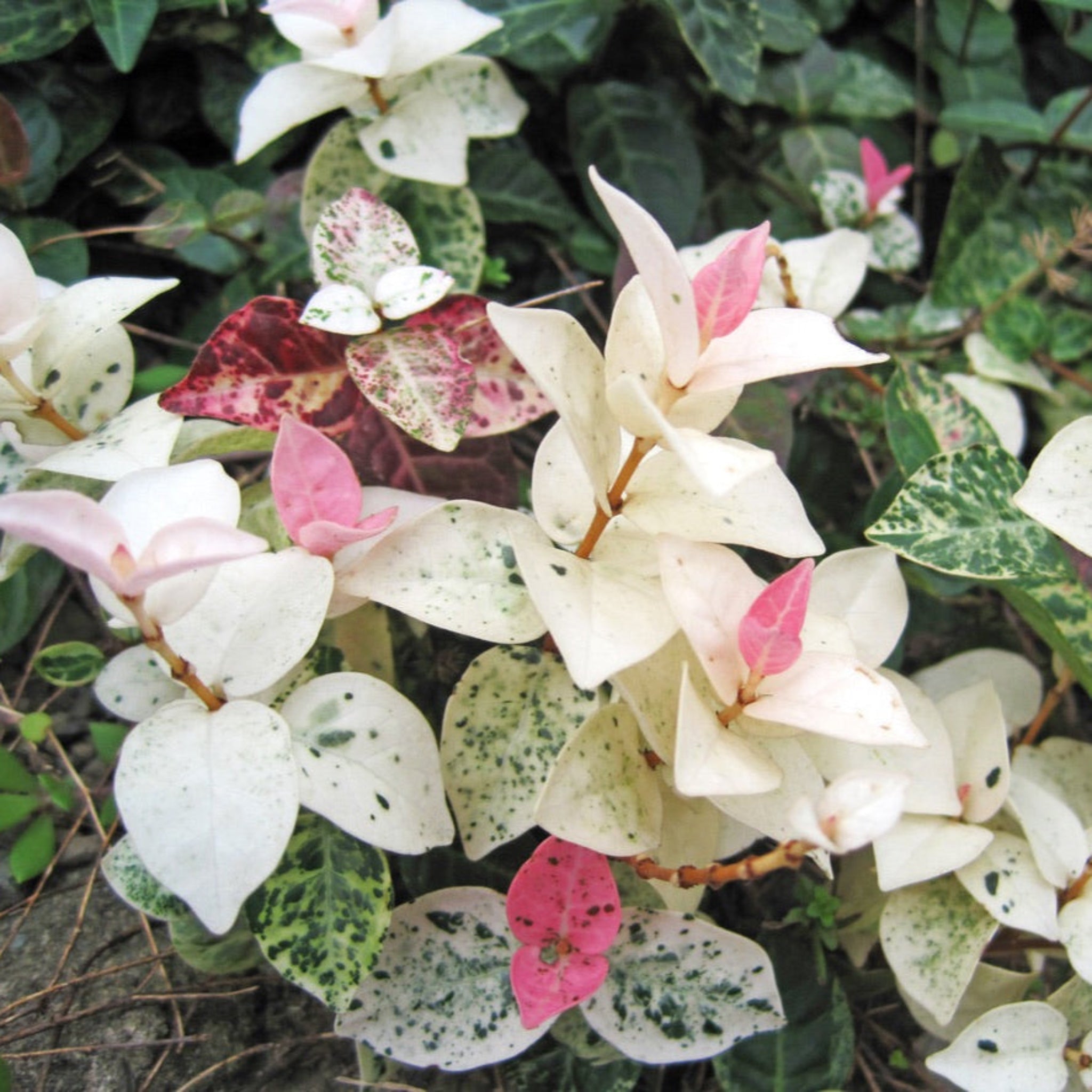 Snow-N-Summer™ Asiatic Jasmine - Cheeky Garden