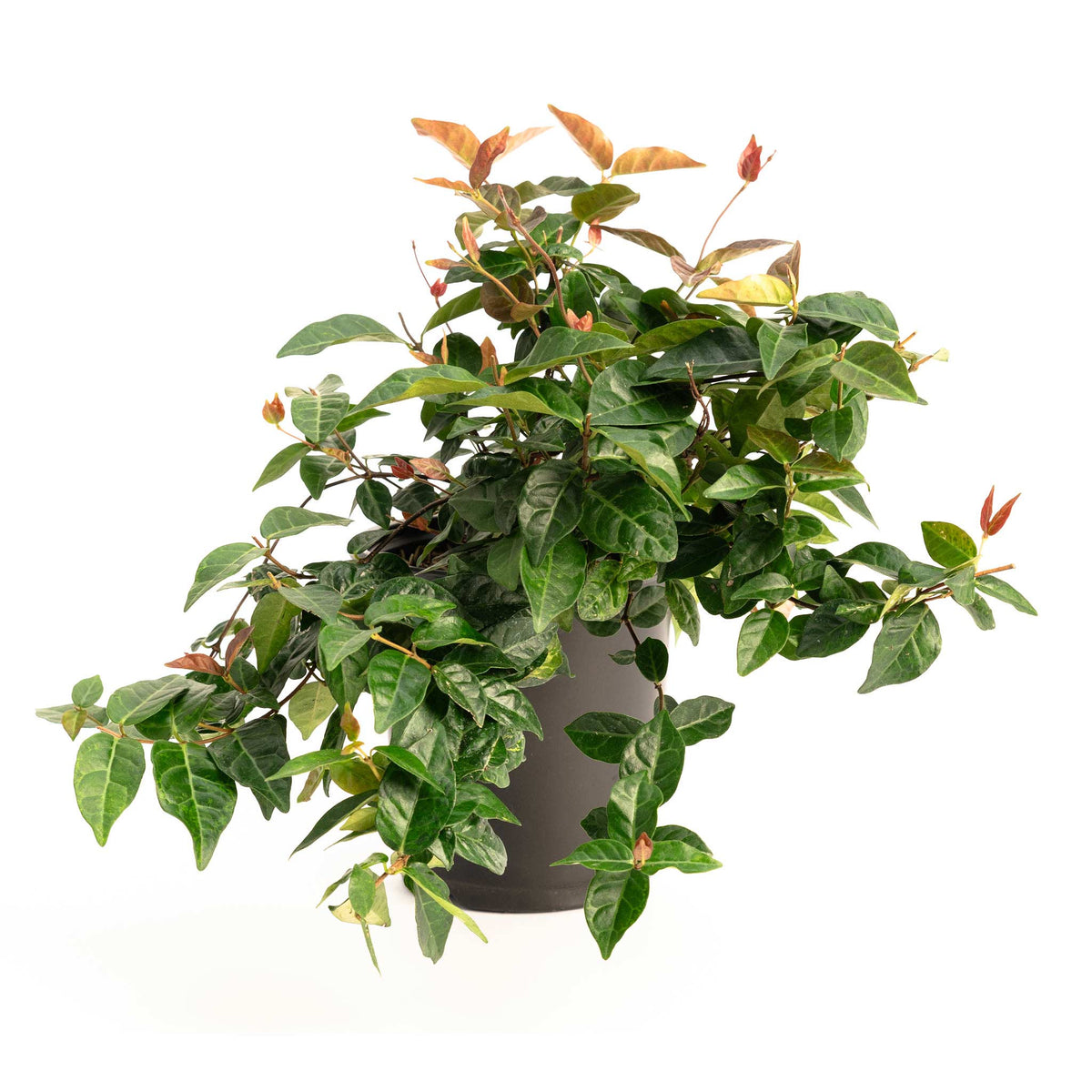 Snow-N-Summer™ Asiatic Jasmine - Cheeky Garden