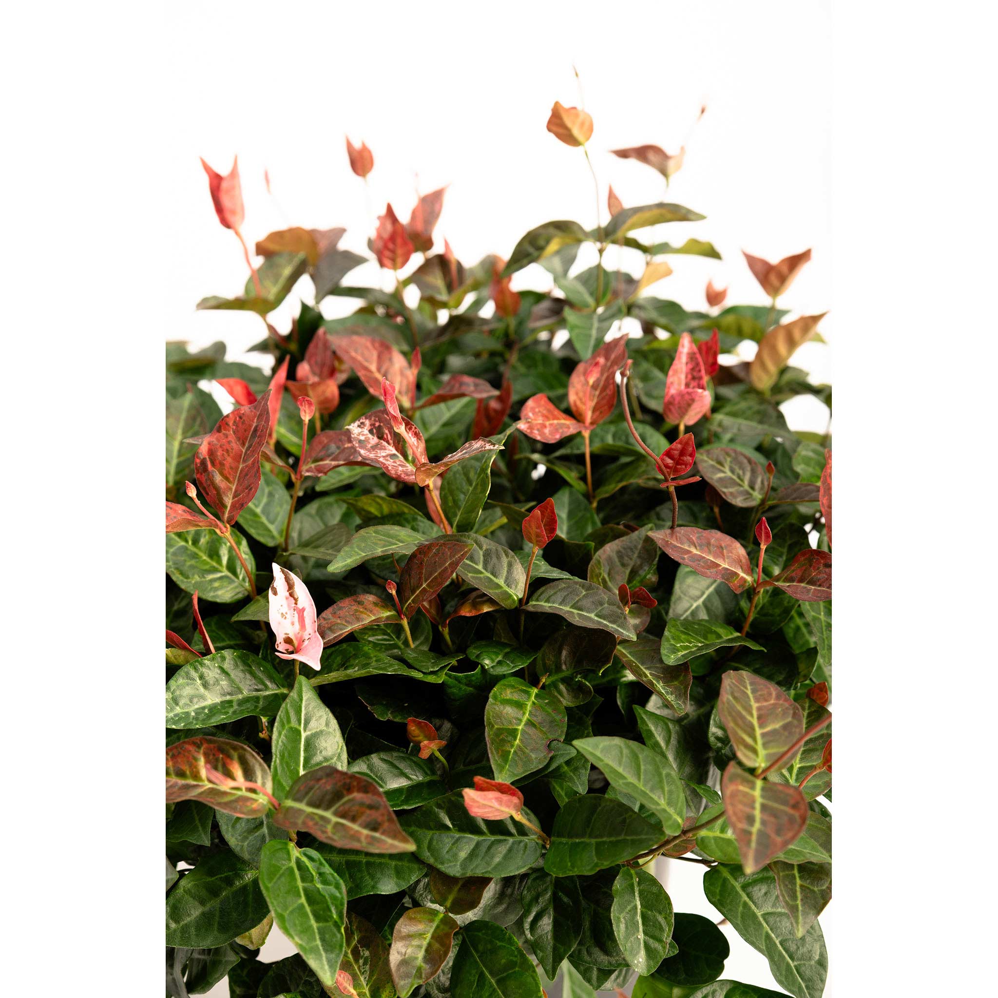 Snow-N-Summer™ Asiatic Jasmine - Cheeky Garden