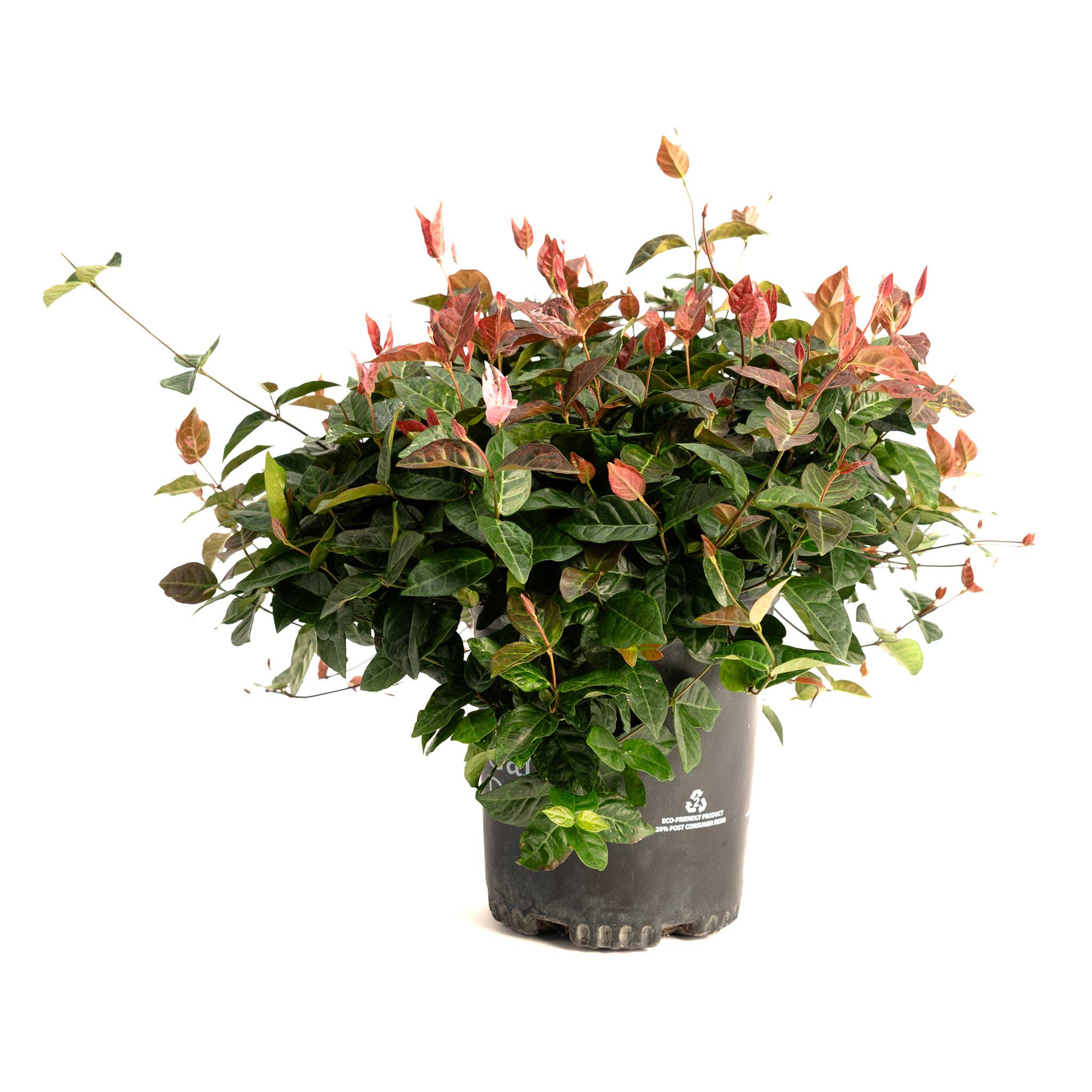 Snow-N-Summer™ Asiatic Jasmine - Cheeky Garden