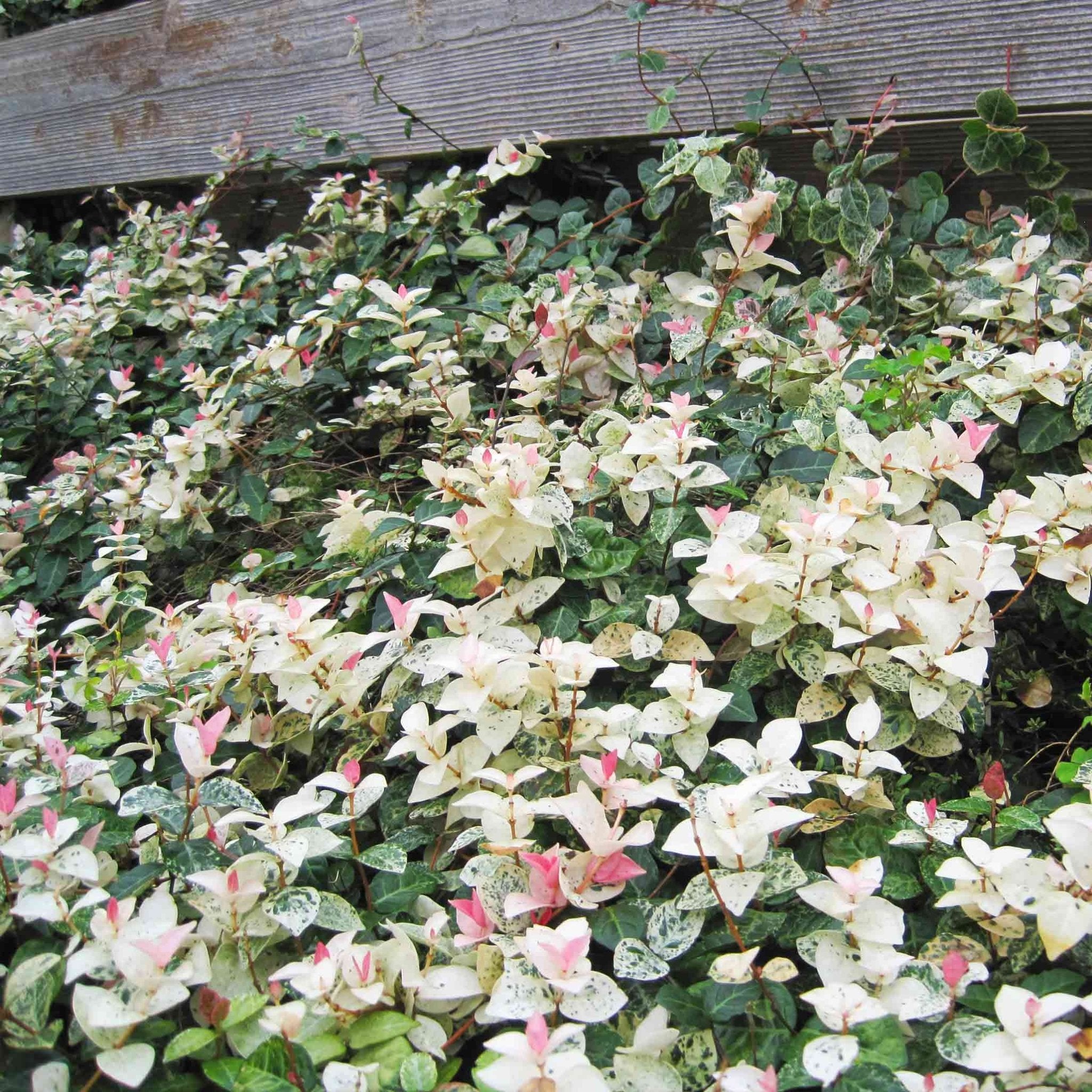 Snow-N-Summer™ Asiatic Jasmine - Cheeky Garden