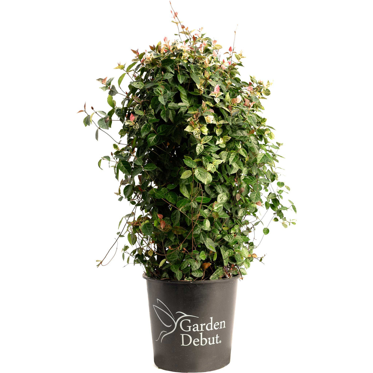 Snow-N-Summer™ Asiatic Jasmine - Cheeky Garden