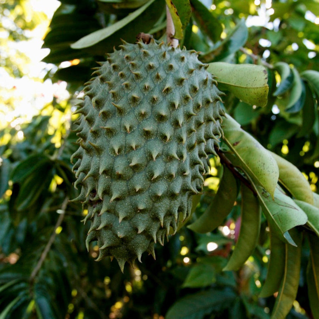 Soursop (Guanabana) - Cheeky Garden