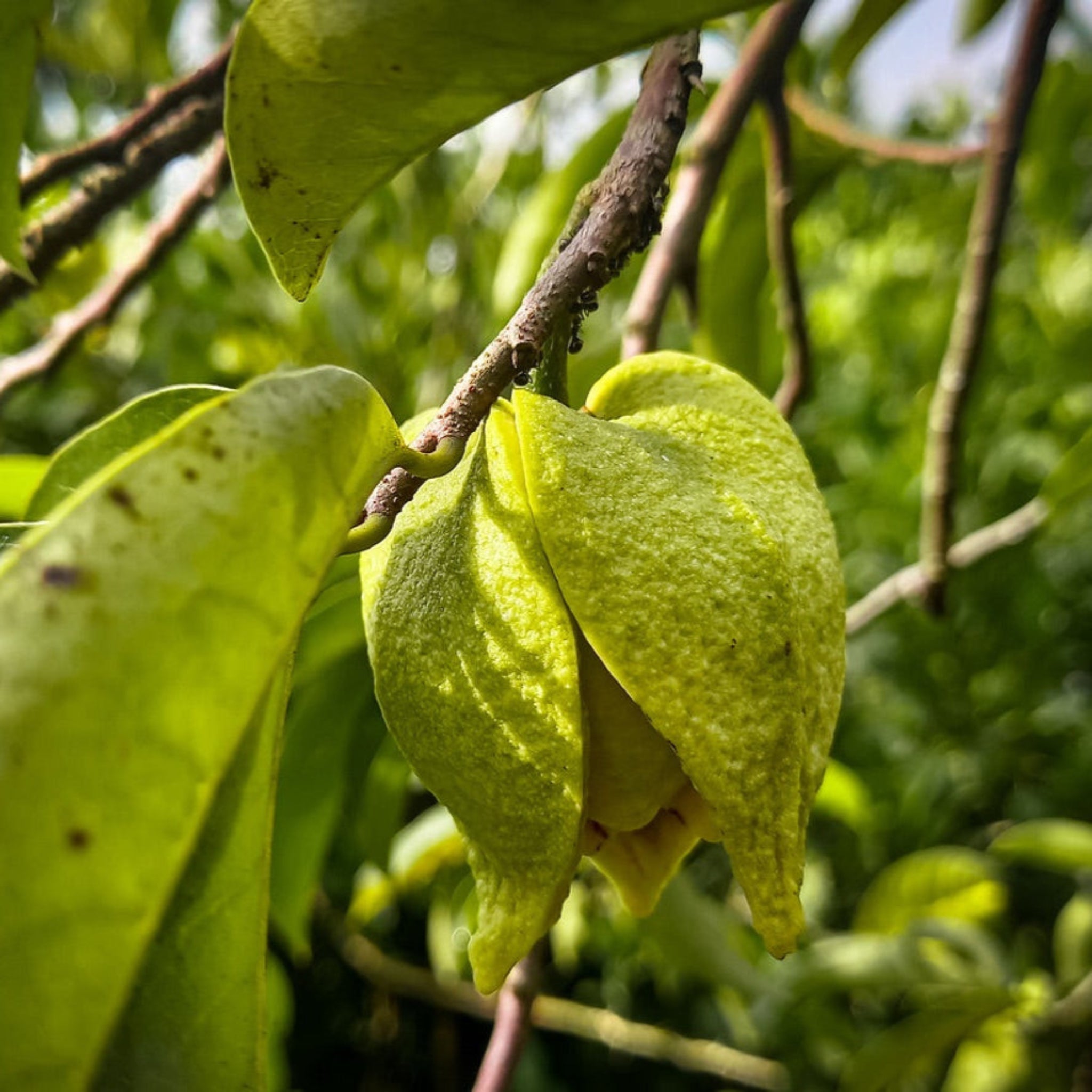 Soursop (Guanabana) - Cheeky Garden