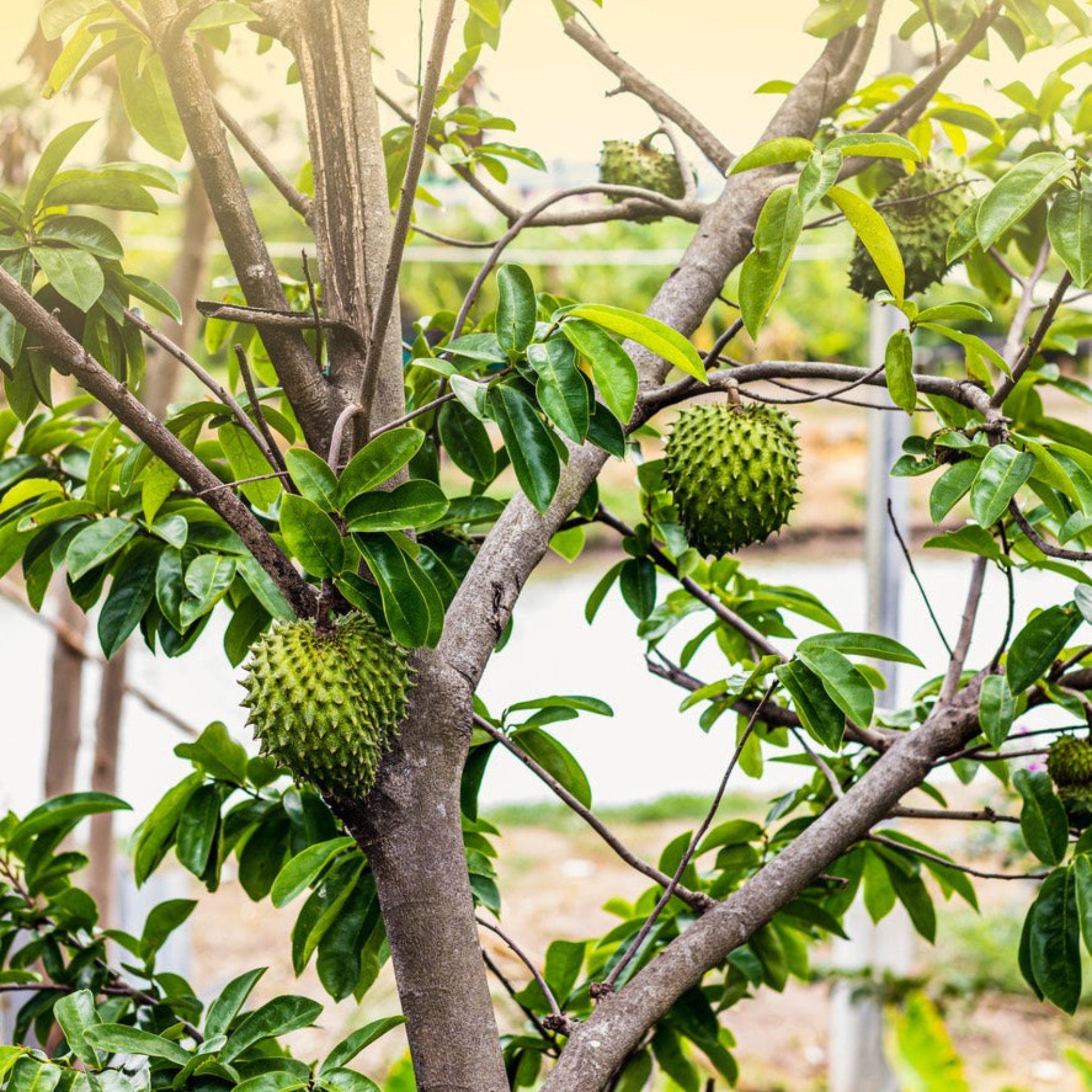 Soursop (Guanabana) - Cheeky Garden