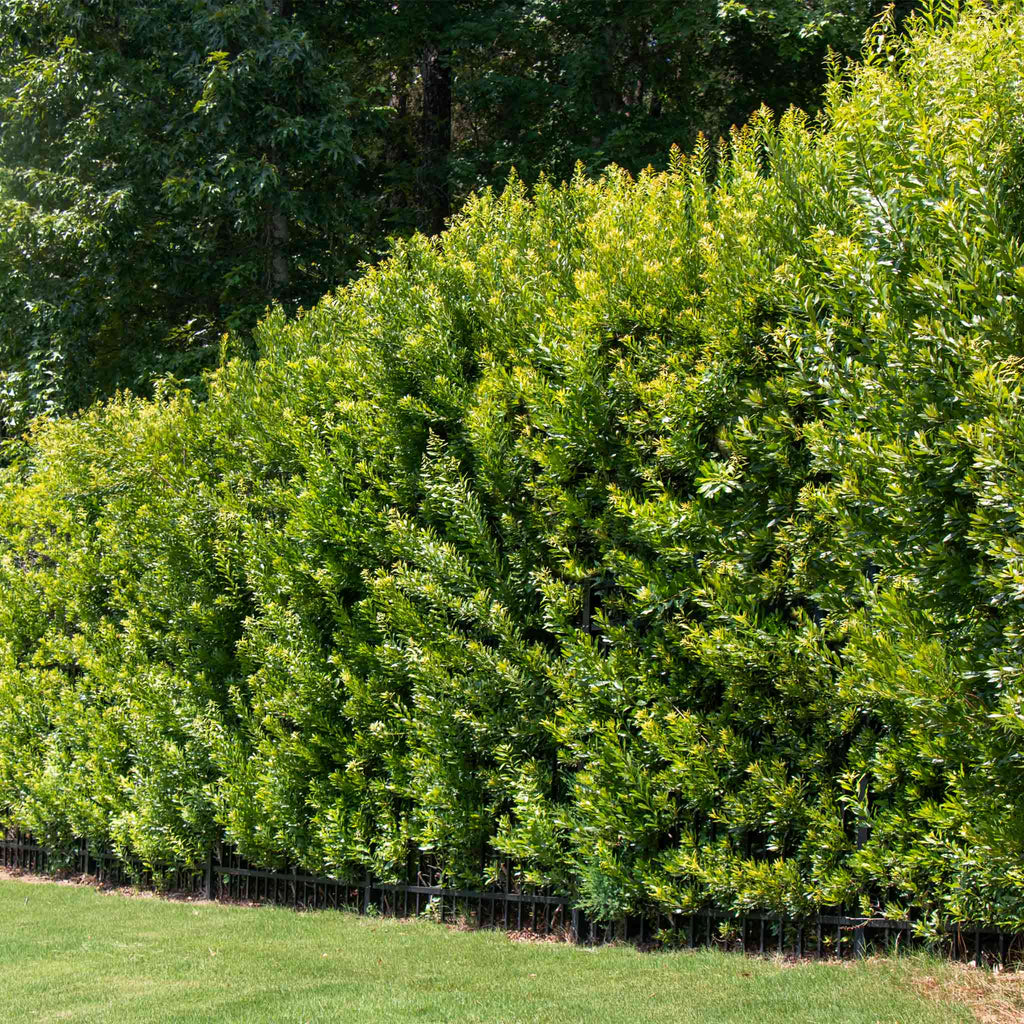 Southern Wax Myrtle - Cheeky Garden