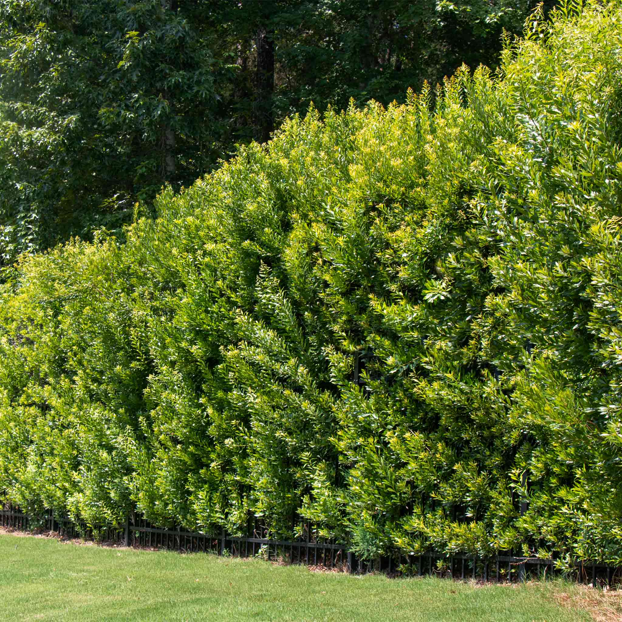 Southern Wax Myrtle - Cheeky Garden