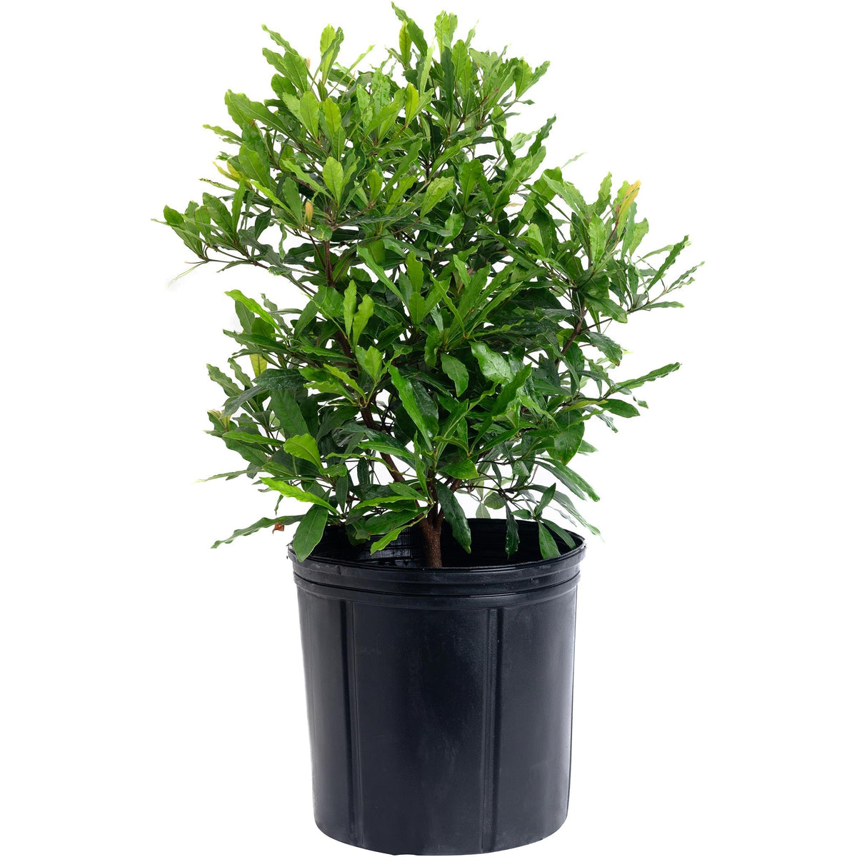 Southern Wax Myrtle - Cheeky Garden