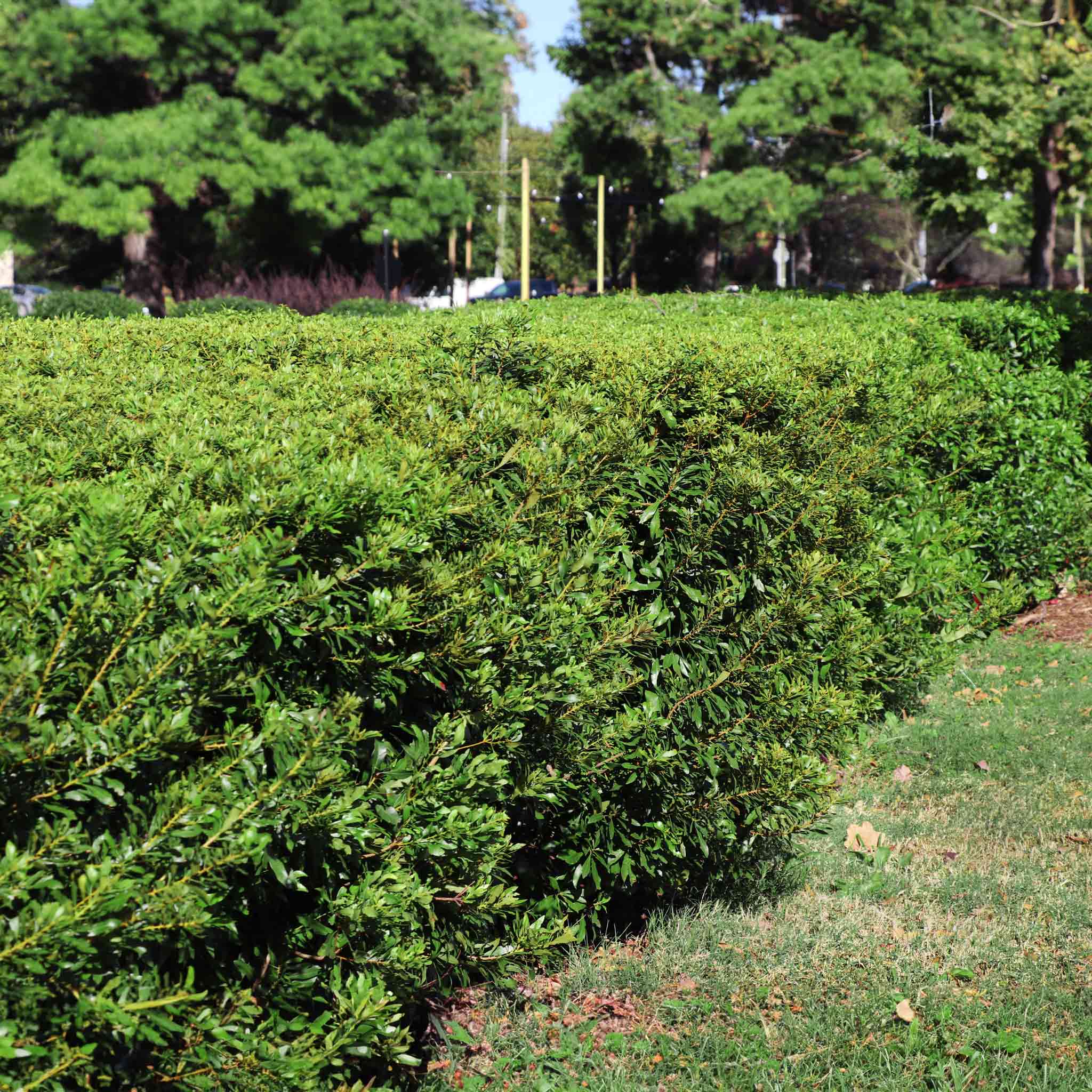 Southern Wax Myrtle - Cheeky Garden