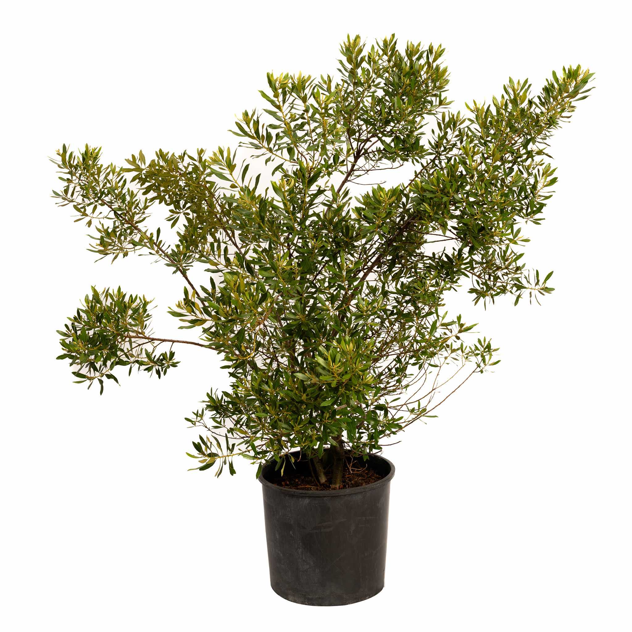 Southern Wax Myrtle - Cheeky Garden