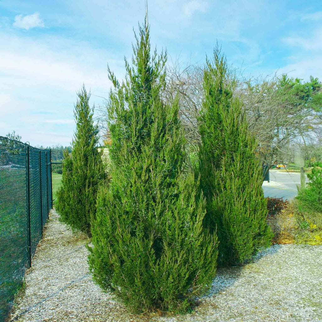 Spartan Juniper - Cheeky Garden