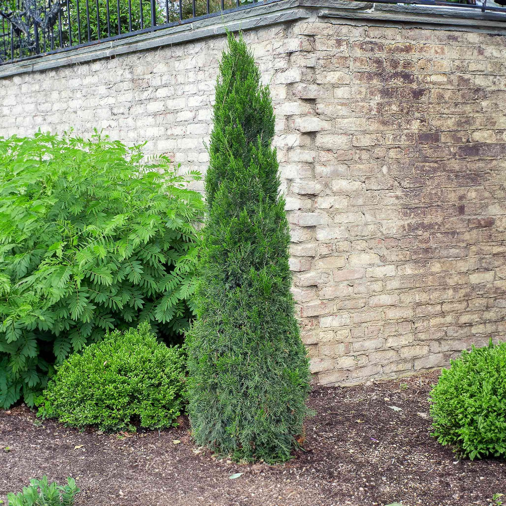 Spartan Juniper - Cheeky Garden