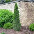 Spartan Juniper - Cheeky Garden