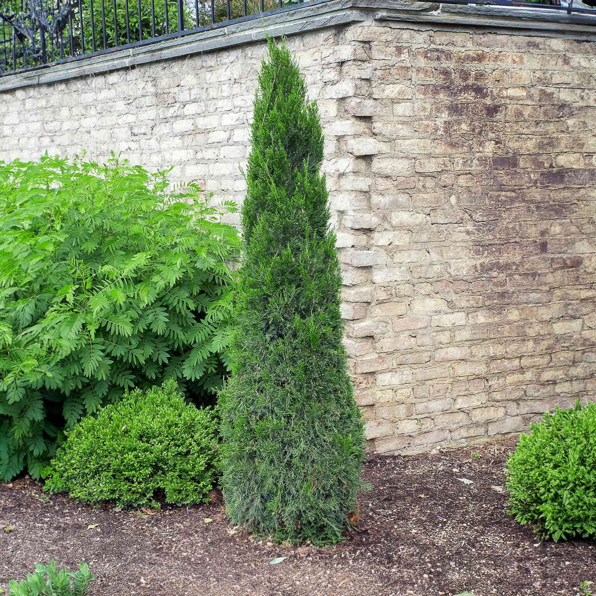 Spartan Juniper - Cheeky Garden