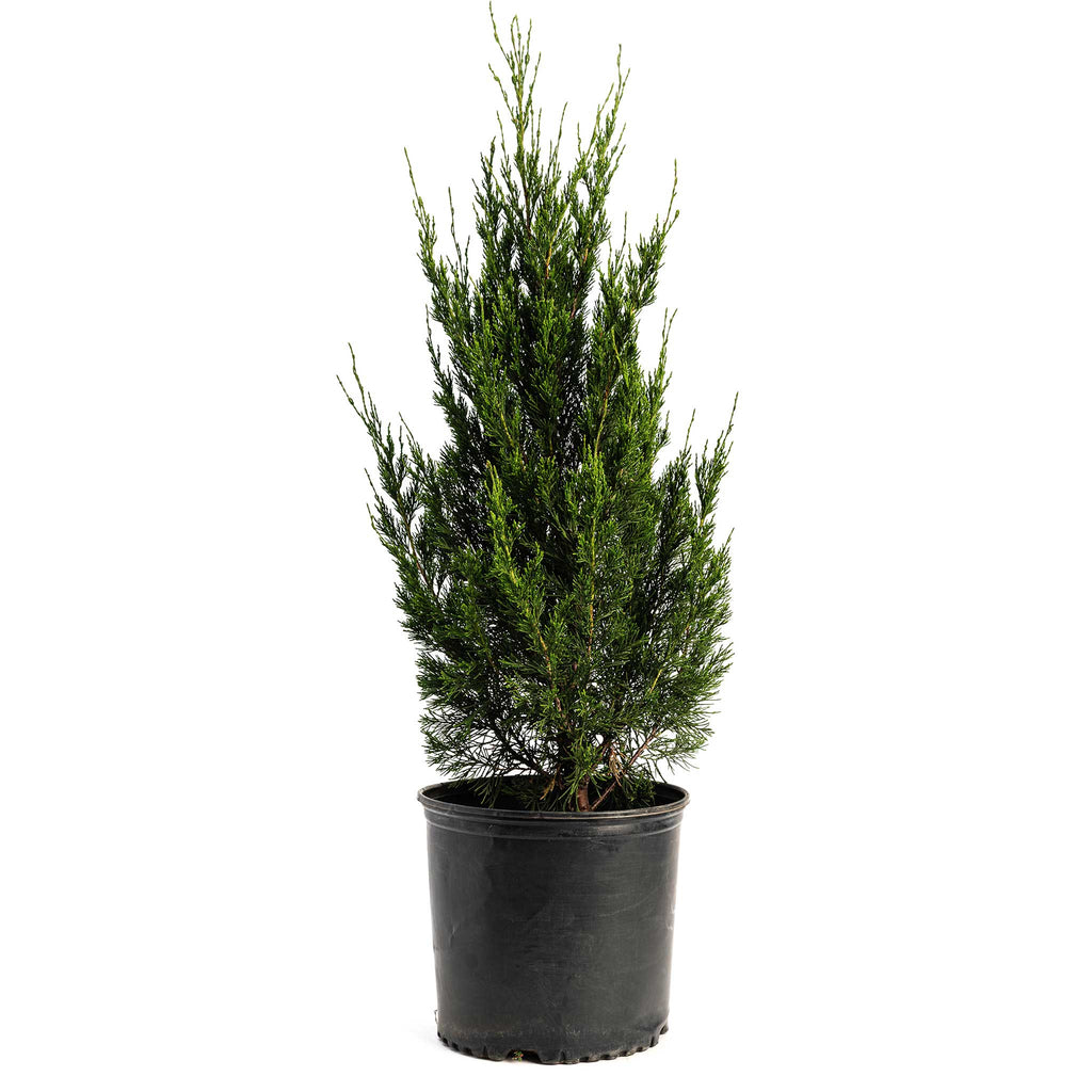 Spartan Juniper - Cheeky Garden