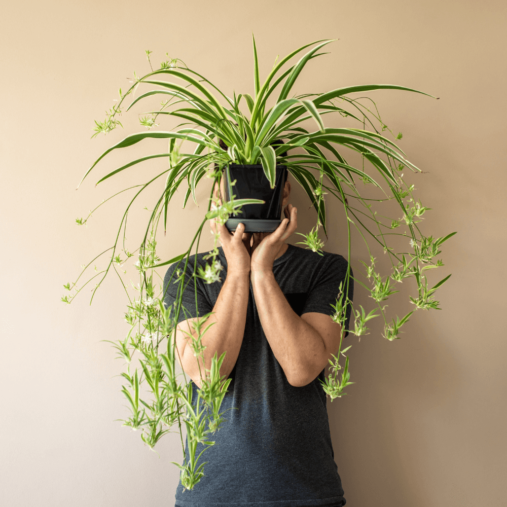 Spider Plant (Chlorophytum comosum) - Cheeky Garden