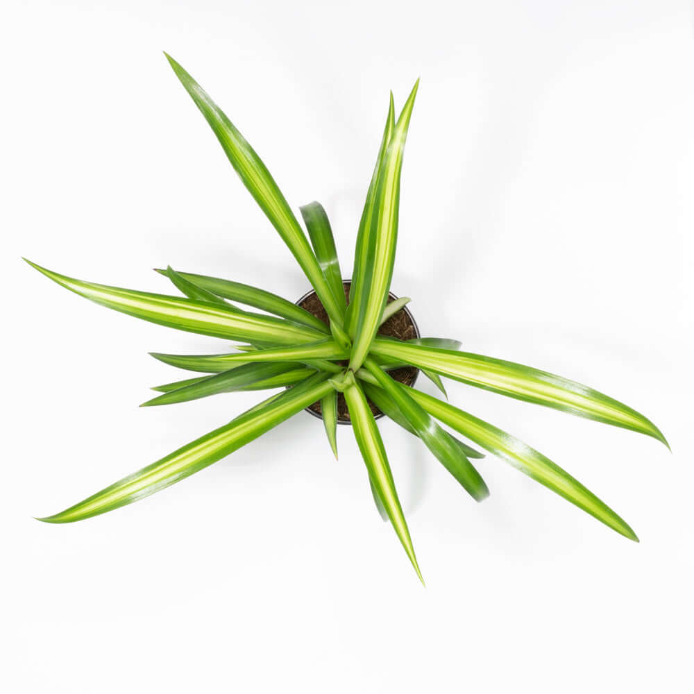 Spider Plant (Chlorophytum comosum) - Cheeky Garden