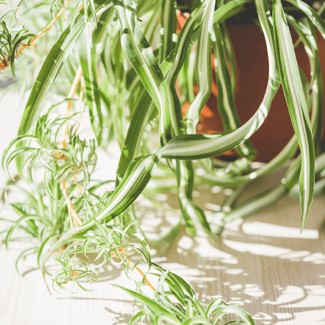 Spider Plant (Chlorophytum comosum) - Cheeky Garden