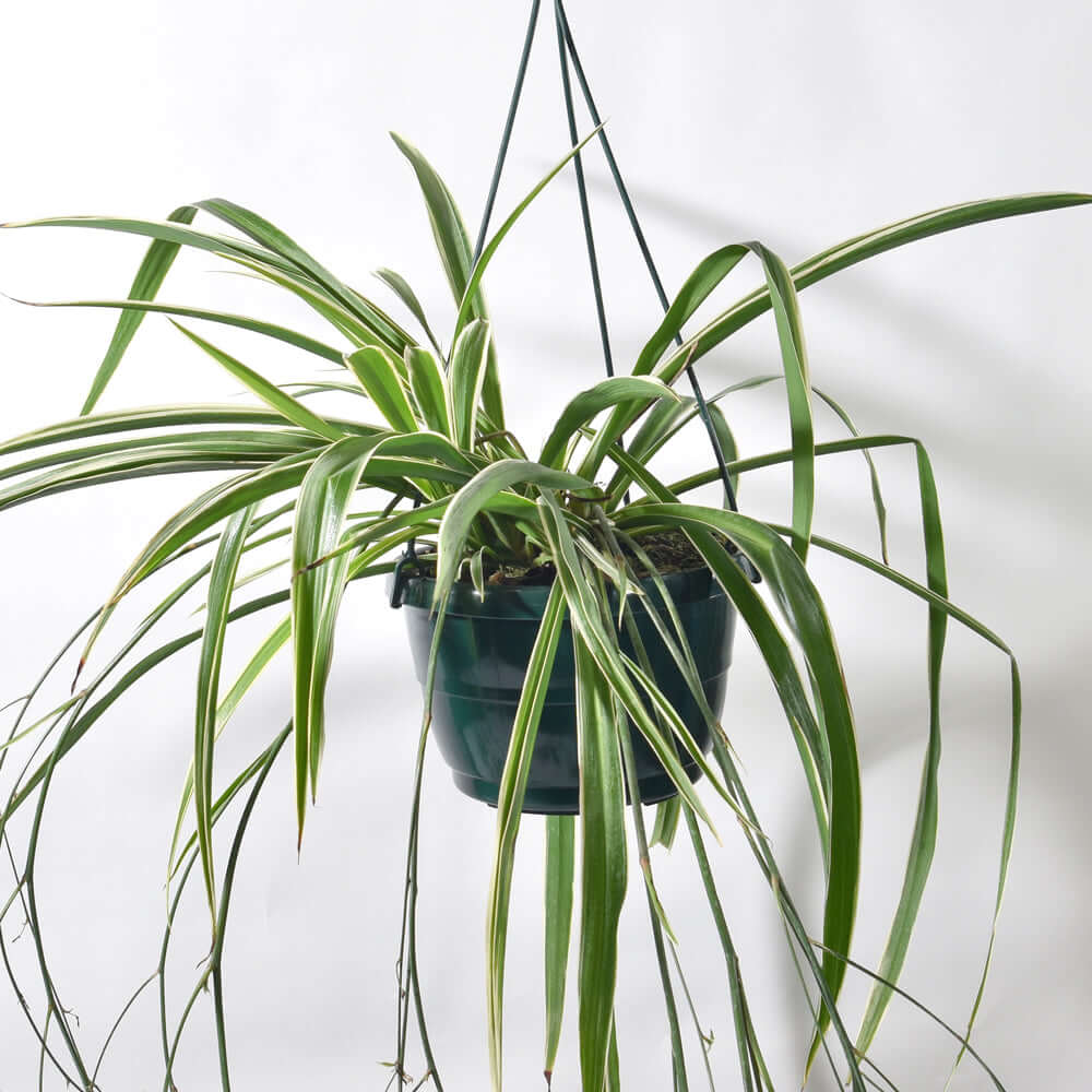 Spider Plant (Chlorophytum comosum) - Cheeky Garden