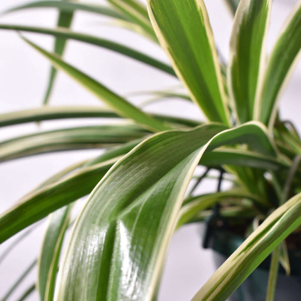 Spider Plant (Chlorophytum comosum) - Cheeky Garden