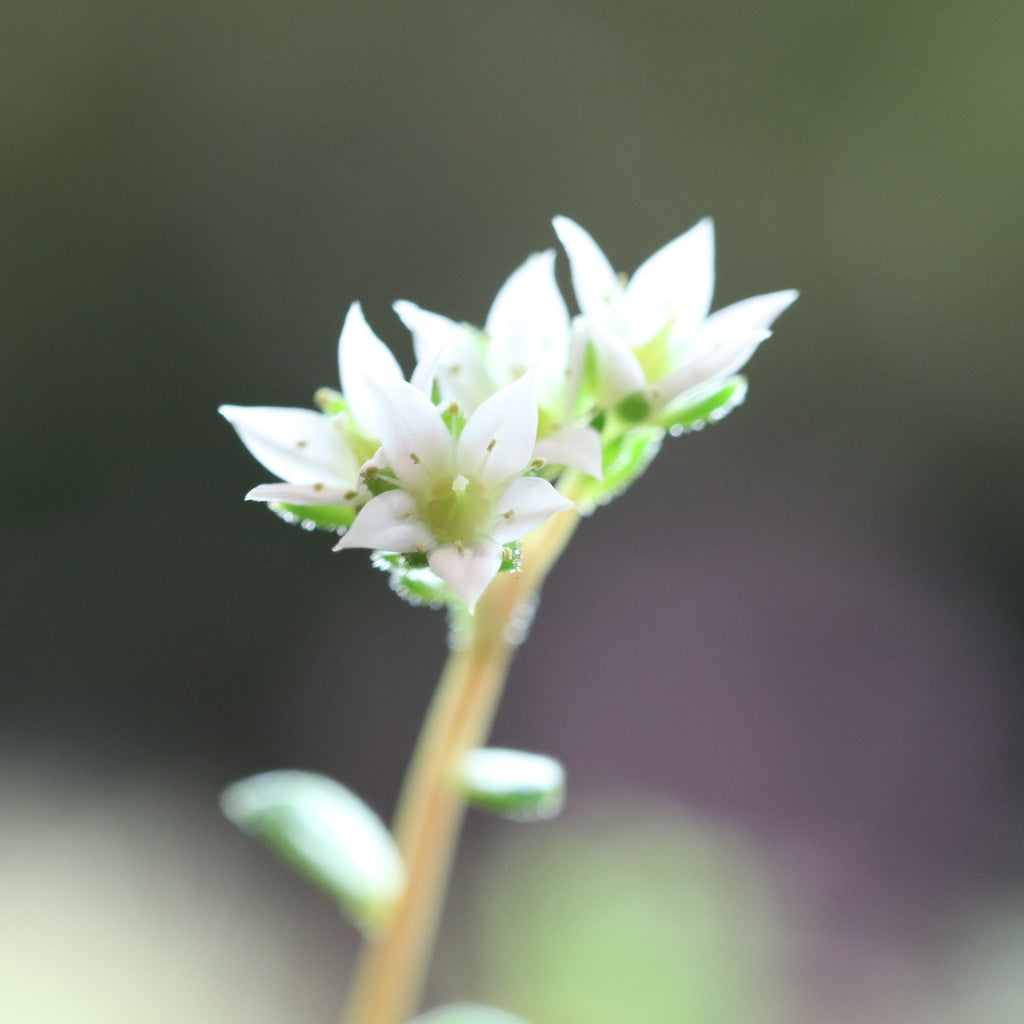 Spider Plant (Chlorophytum comosum) - Cheeky Garden