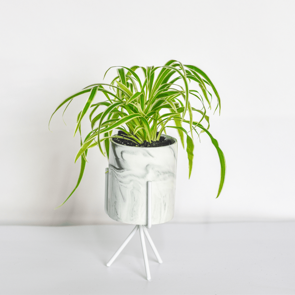 Spider Plant (Chlorophytum comosum) - Cheeky Garden
